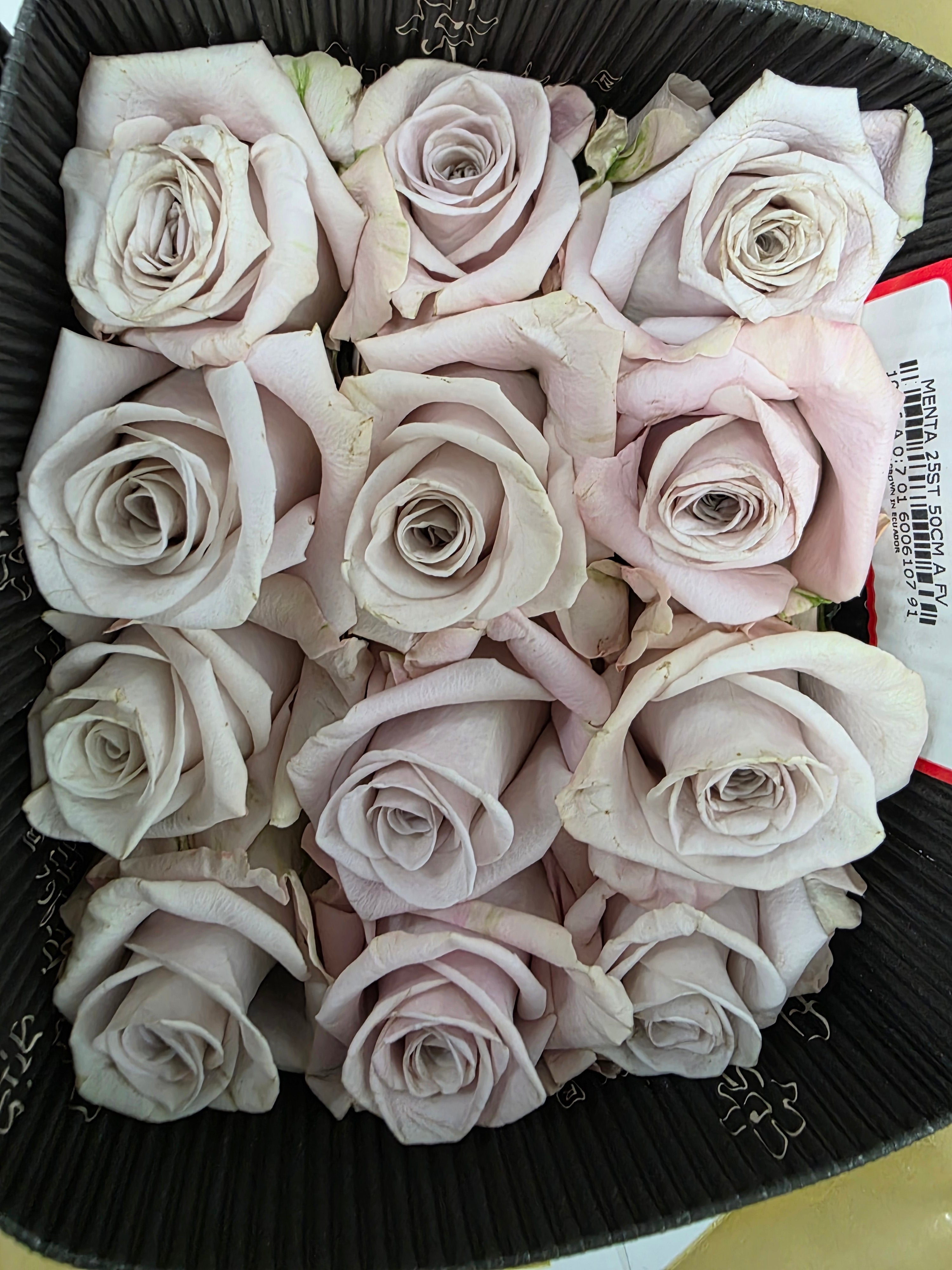Farm Fresh Rosa Ec Gr Menta (Bunch of 25 stems, Length 50cm)