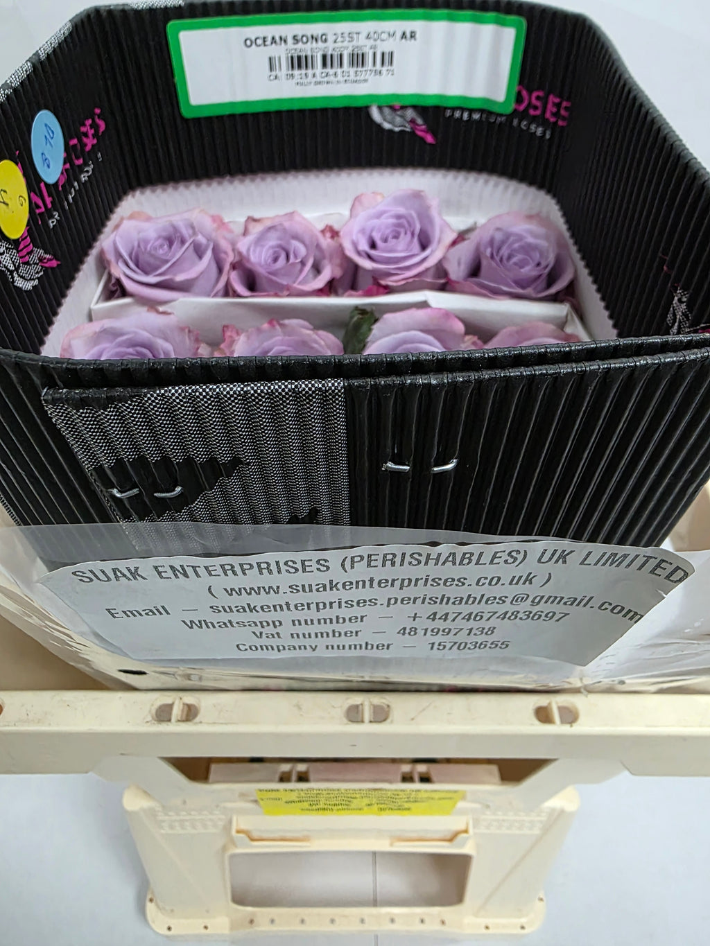 Farm Fresh Rosa Ecuadorian Gr Ocean Song (Bunch of 25 stems, Length 50cm)
