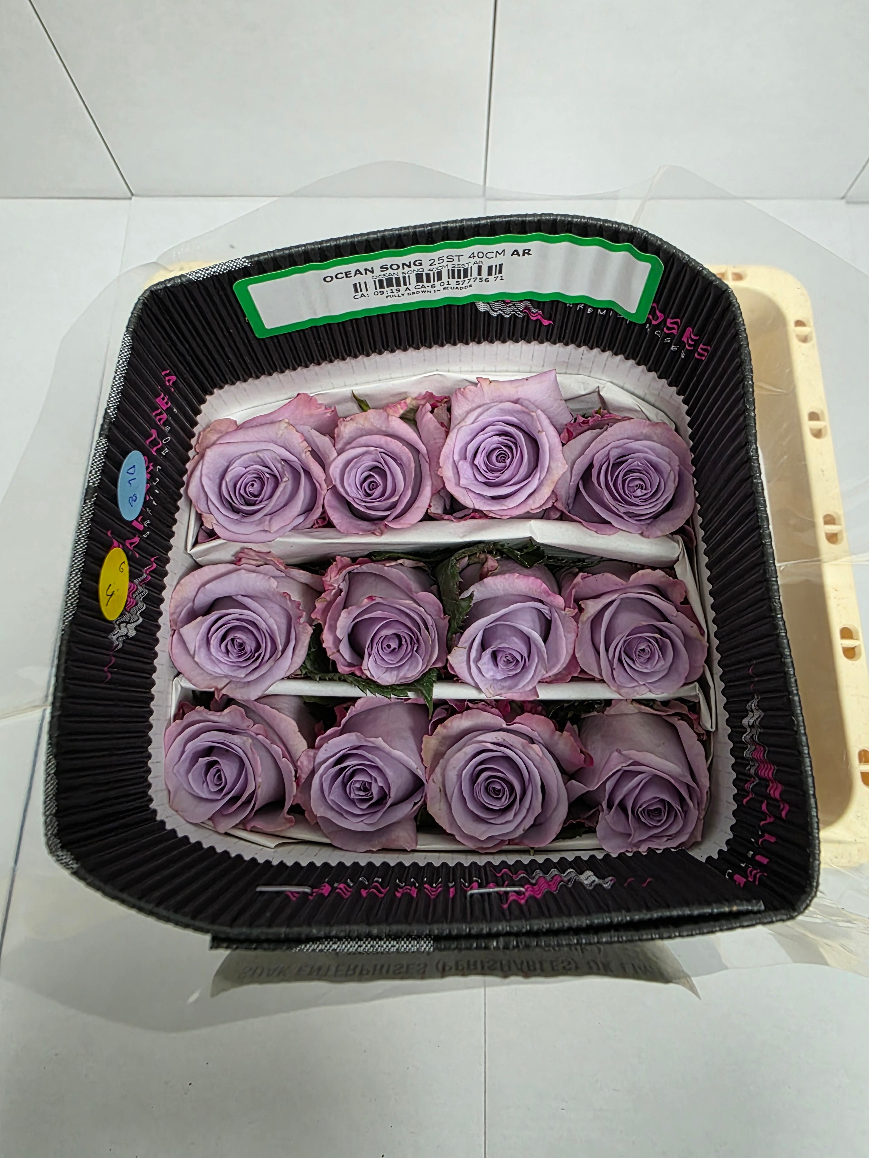 Farm Fresh Rosa Ecuadorian Gr Ocean Song (Bunch of 25 stems, Length 50cm)