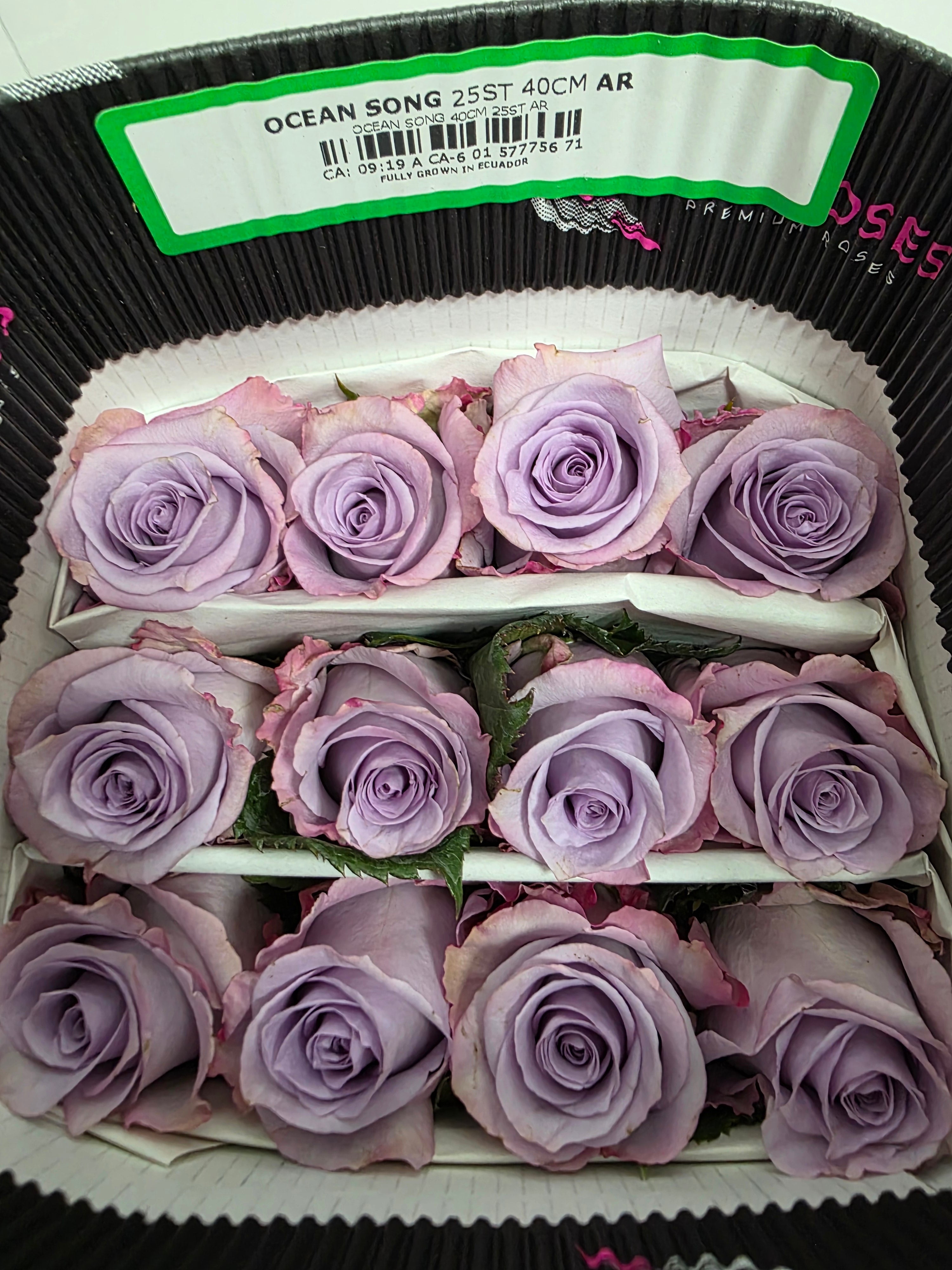 Farm Fresh Rosa Ecuadorian Gr Ocean Song (Bunch of 25 stems, Length 50cm)