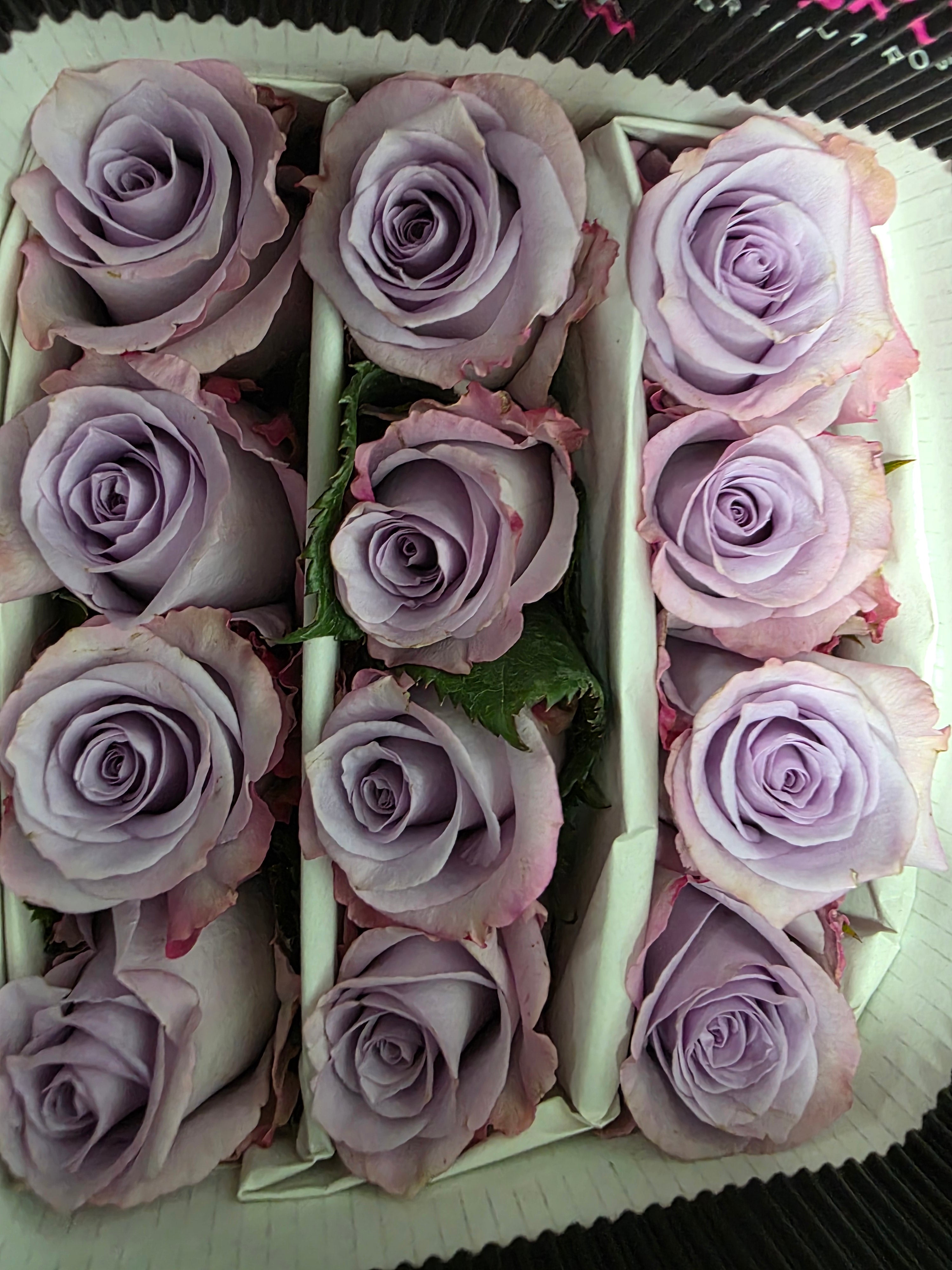 Farm Fresh Rosa Ecuadorian Gr Ocean Song (Bunch of 25 stems, Length 50cm)