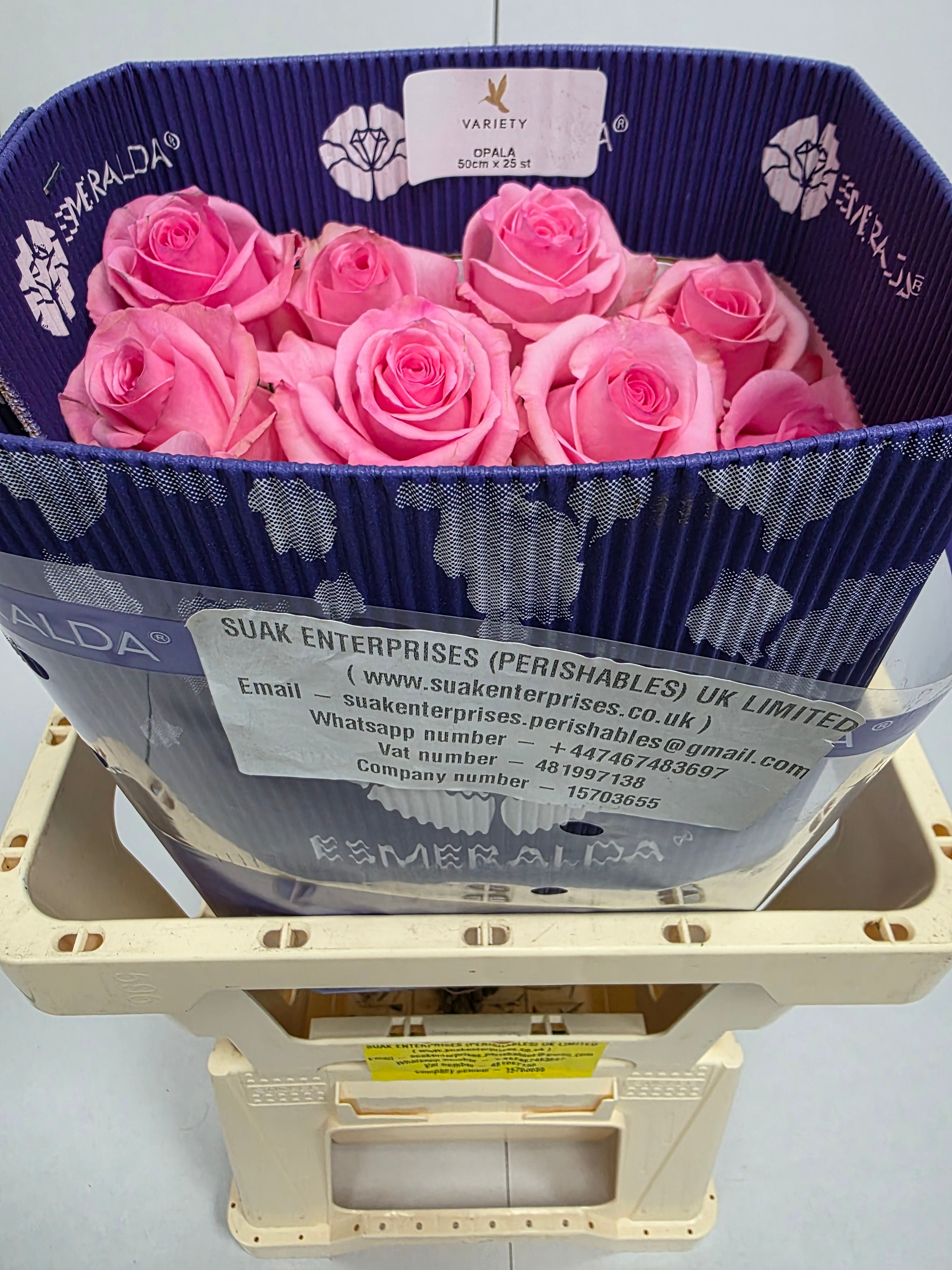 Farm Fresh Rosa Ecuadorian Gr opala (Bunch of 25 stems, Length 50cm)