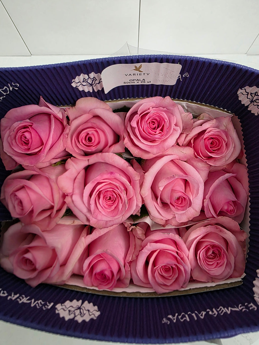 Farm Fresh Rosa Ecuadorian Gr opala (Bunch of 25 stems, Length 50cm)