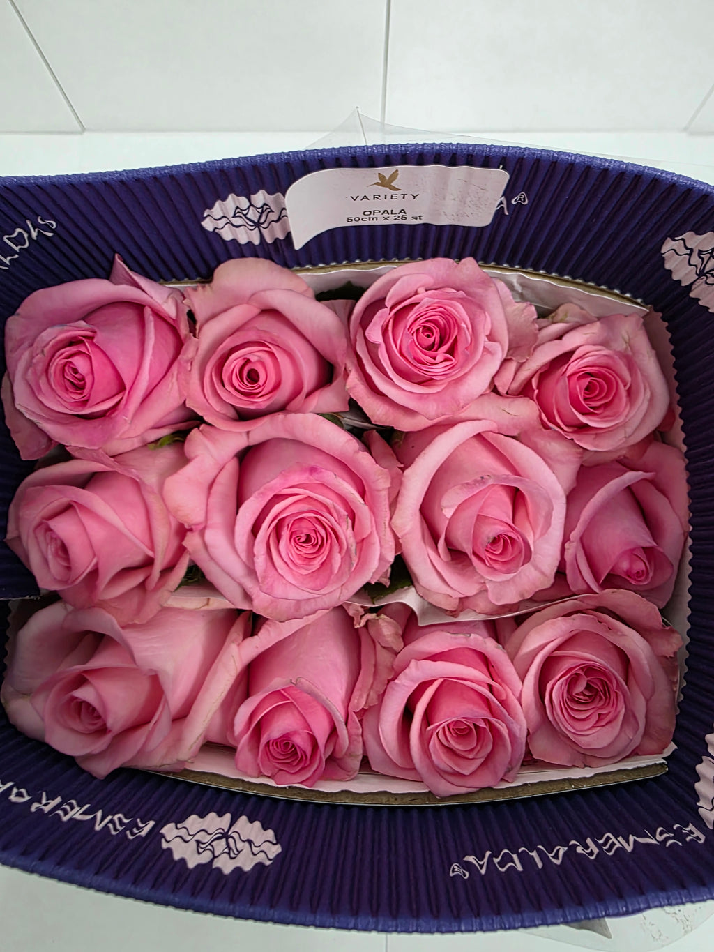Farm Fresh Rosa Ecuadorian Gr opala (Bunch of 25 stems, Length 50cm)
