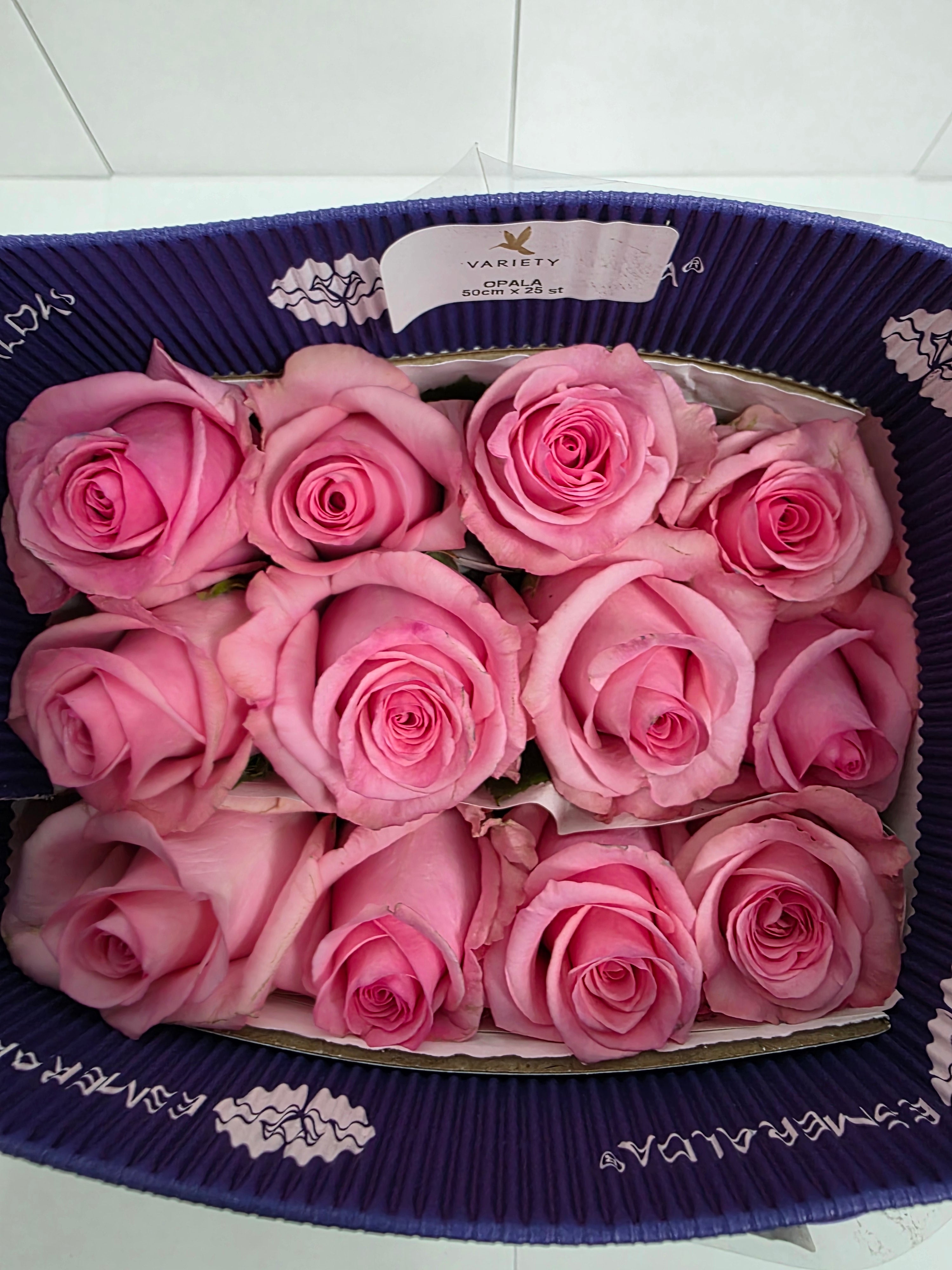 Farm Fresh Rosa Ecuadorian Gr opala (Bunch of 25 stems, Length 50cm)