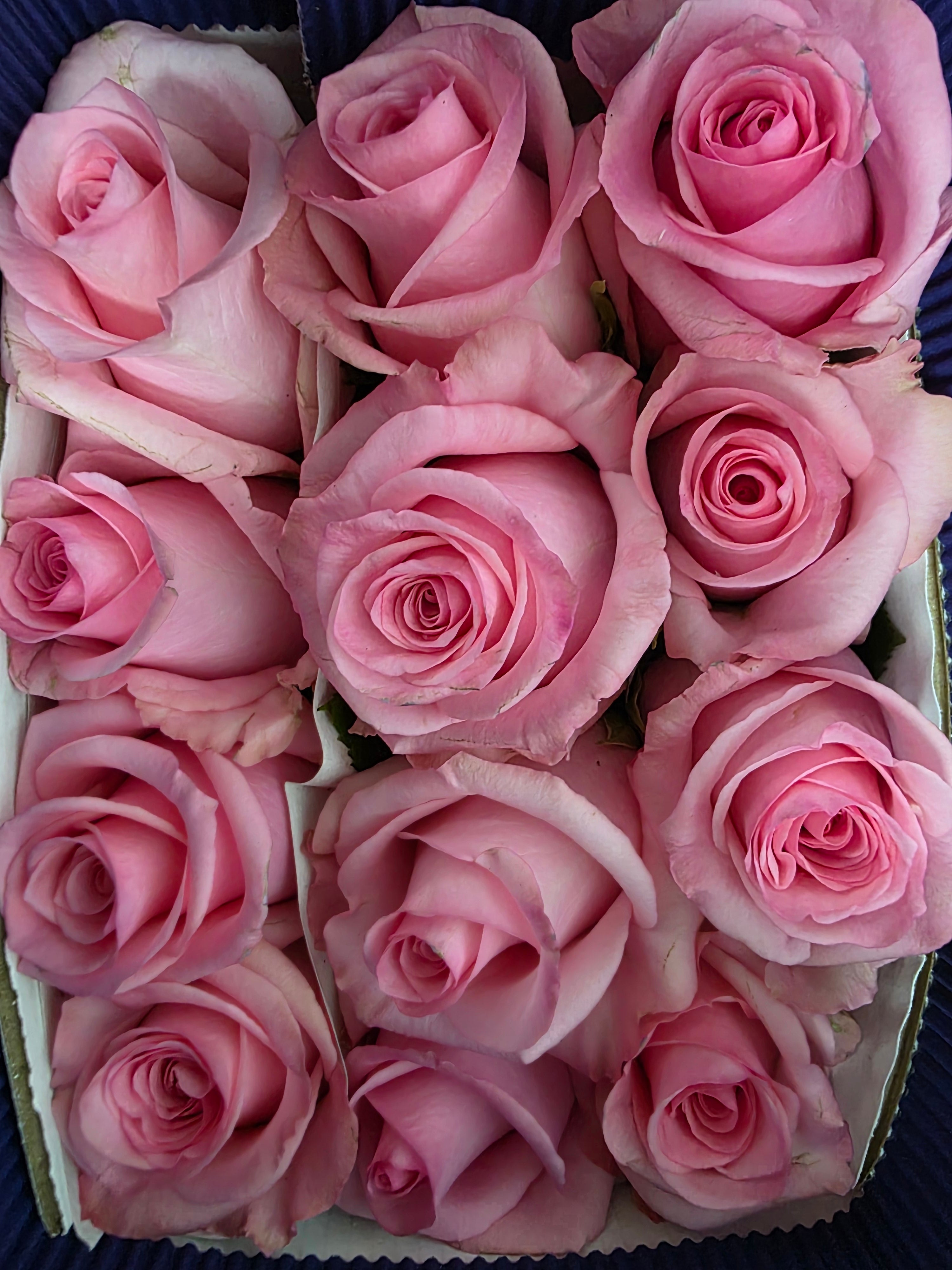Farm Fresh Rosa Ecuadorian Gr opala (Bunch of 25 stems, Length 50cm)