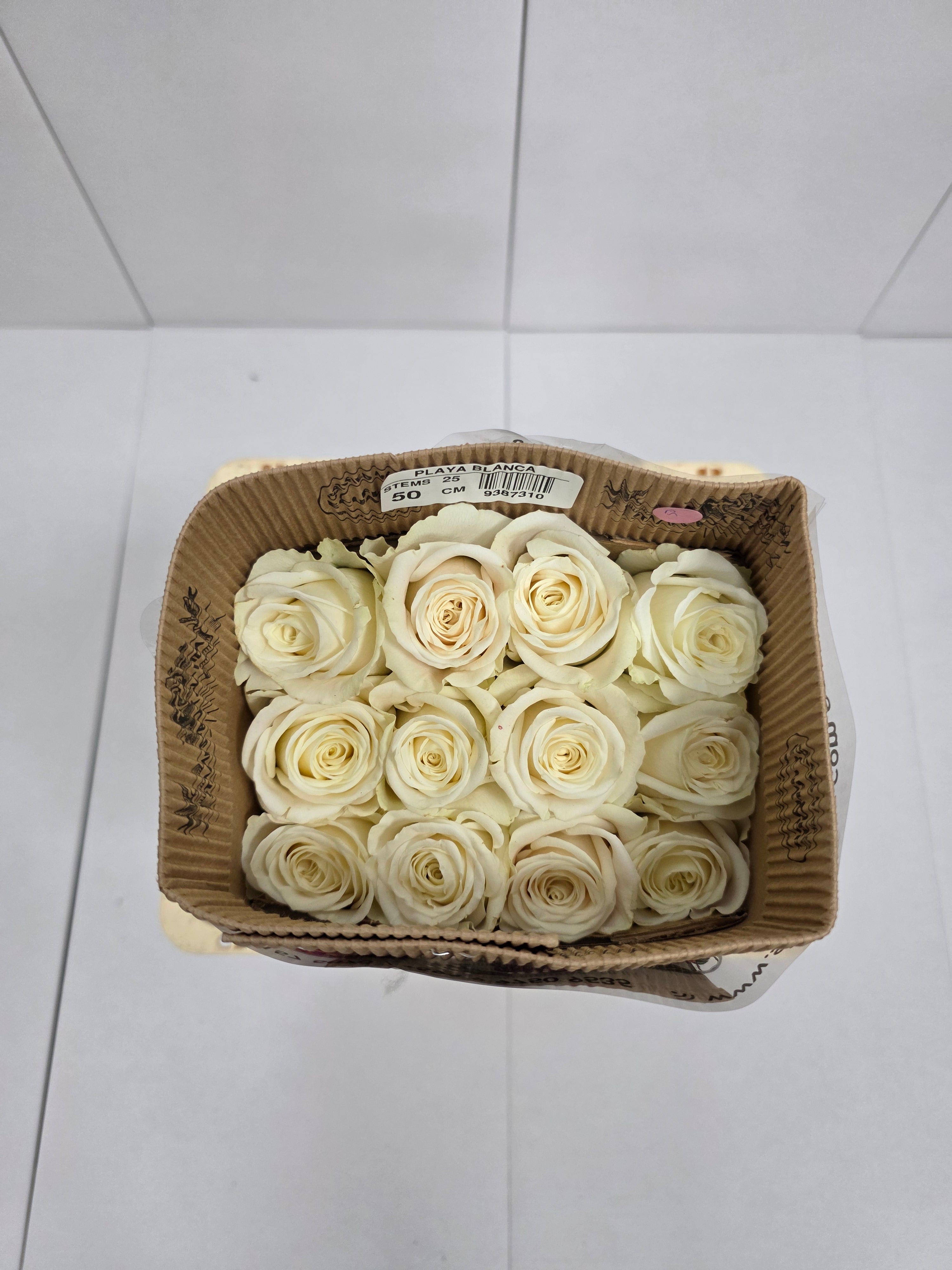 Farm Fresh Rosa Ecuadorian Gr Playa Blanca  (Bunch of 25 stems, Length 50cm)
