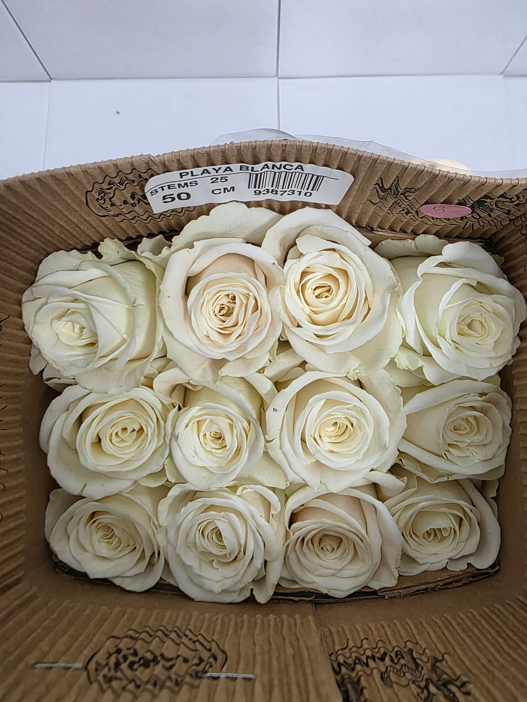 Farm Fresh Rosa Ecuadorian Gr Playa Blanca  (Bunch of 25 stems, Length 50cm)