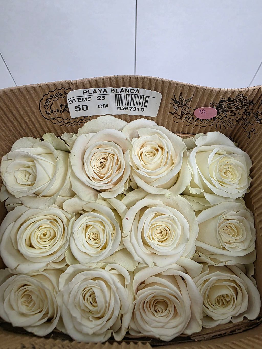 Farm Fresh Rosa Ecuadorian Gr Playa Blanca  (Bunch of 25 stems, Length 50cm)