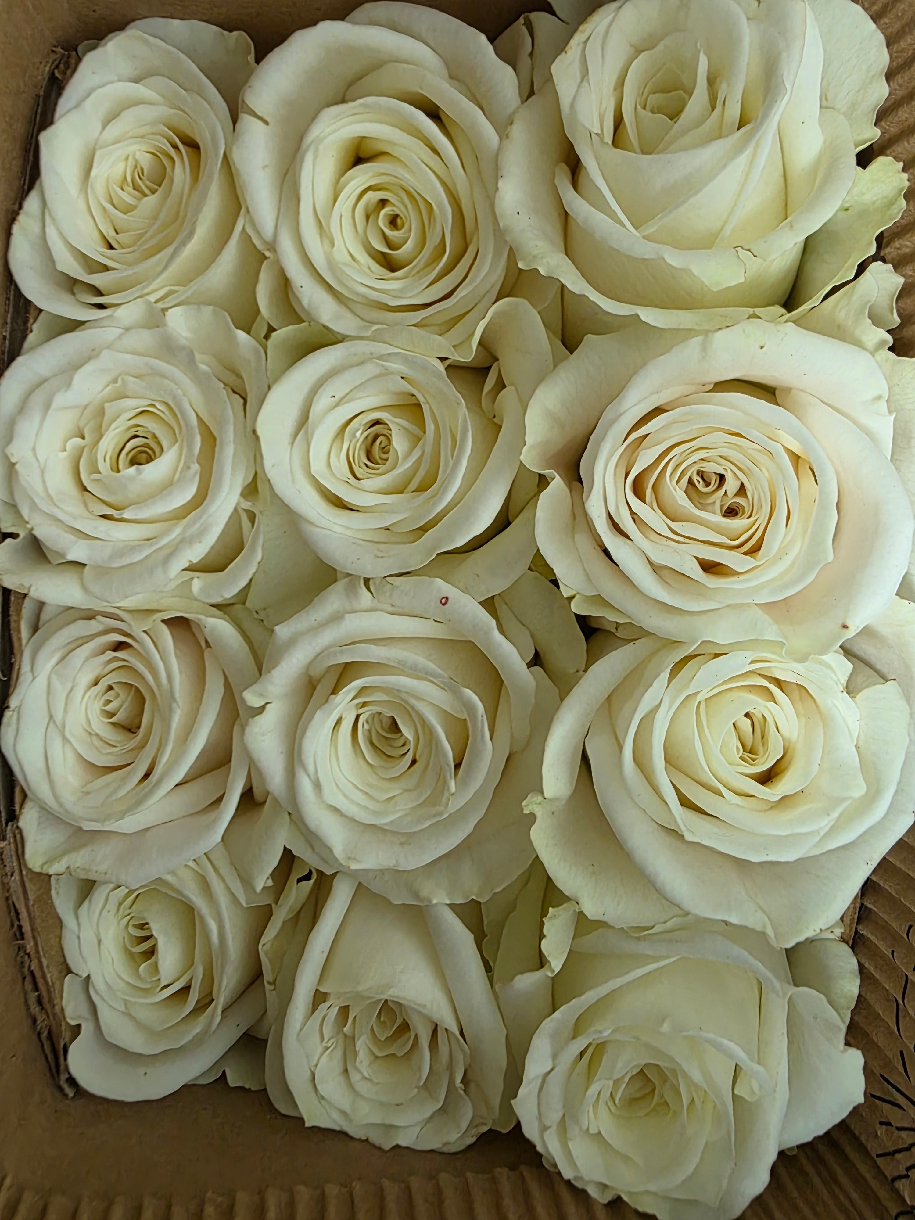 Farm Fresh Rosa Ecuadorian Gr Playa Blanca  (Bunch of 25 stems, Length 50cm)