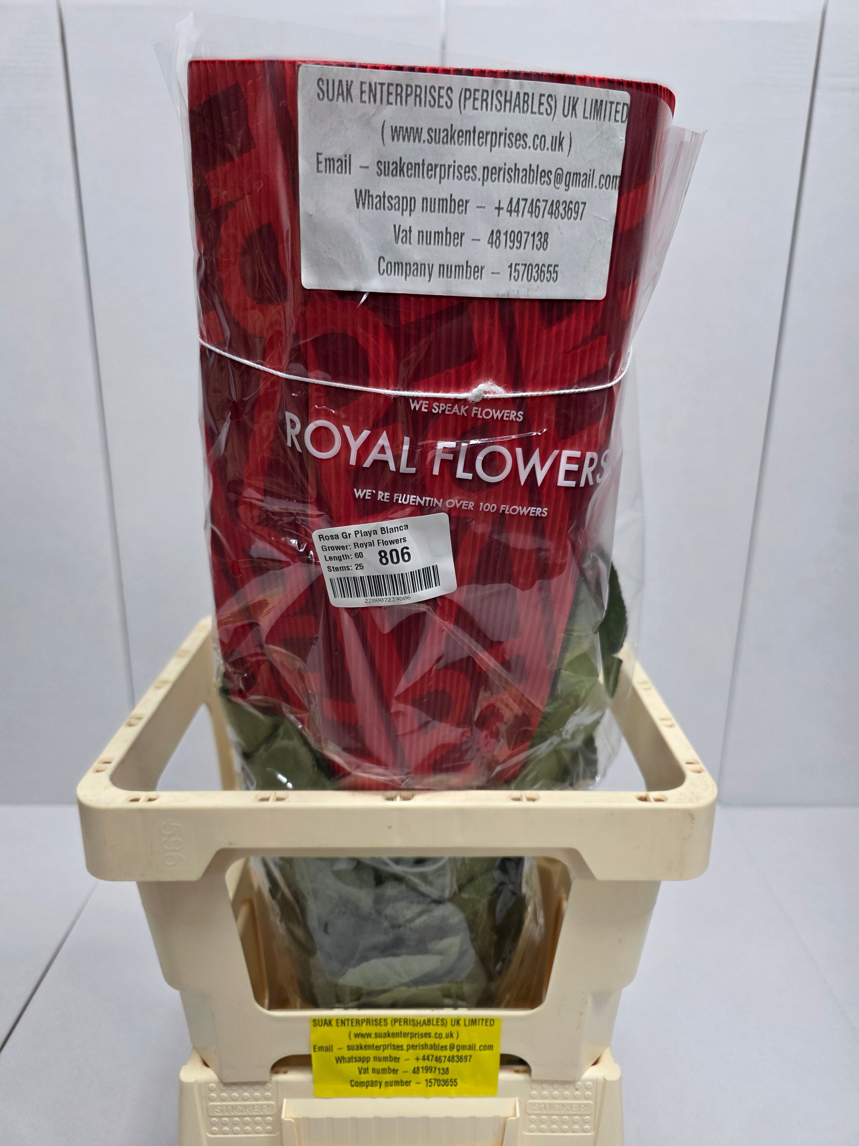 Farm Fresh Rosa Ecuadorian Gr Playa Blanca  (Bunch of 25 stems, Length 60cm)