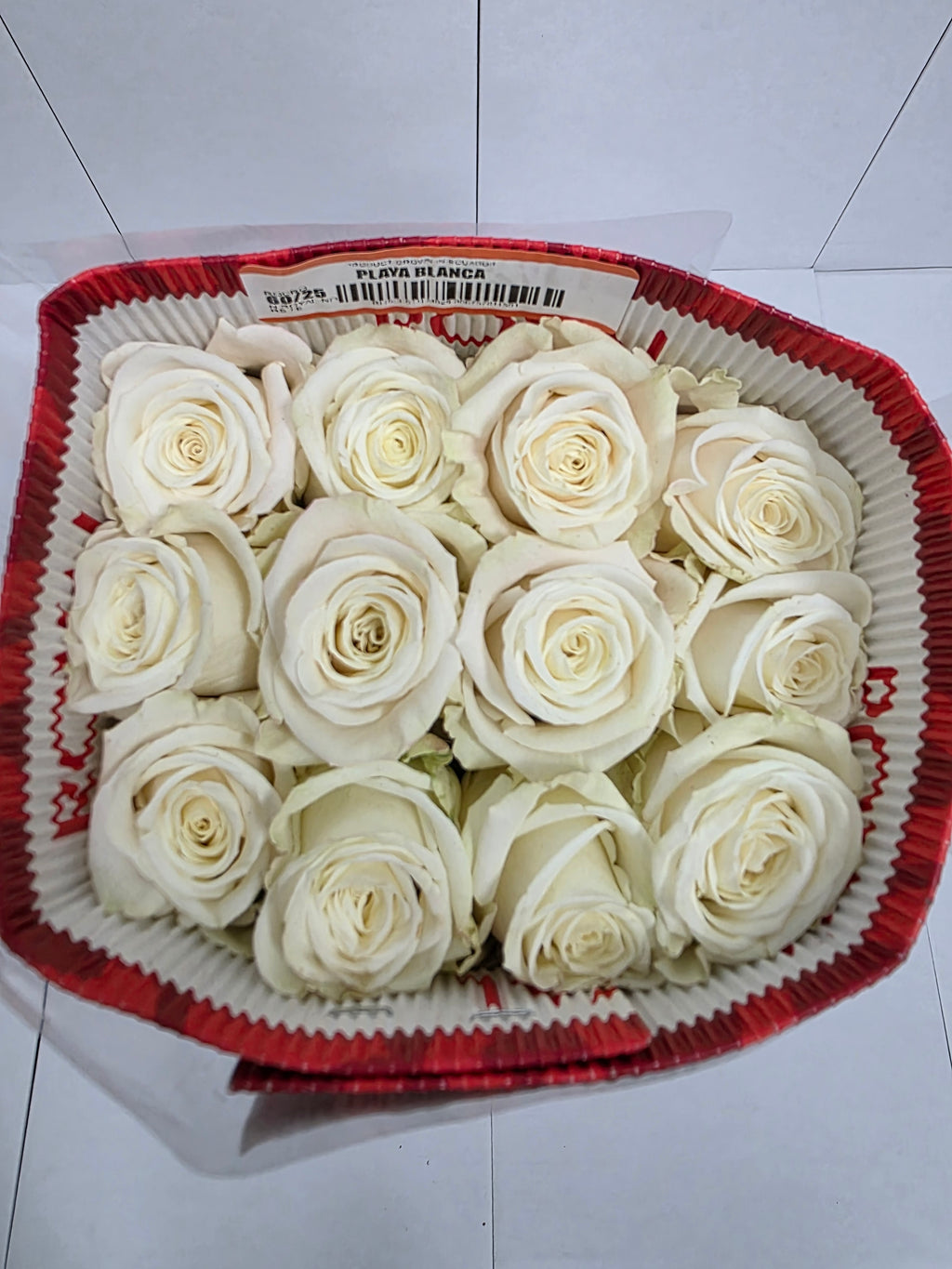 Farm Fresh Rosa Ecuadorian Gr Playa Blanca  (Bunch of 25 stems, Length 60cm)