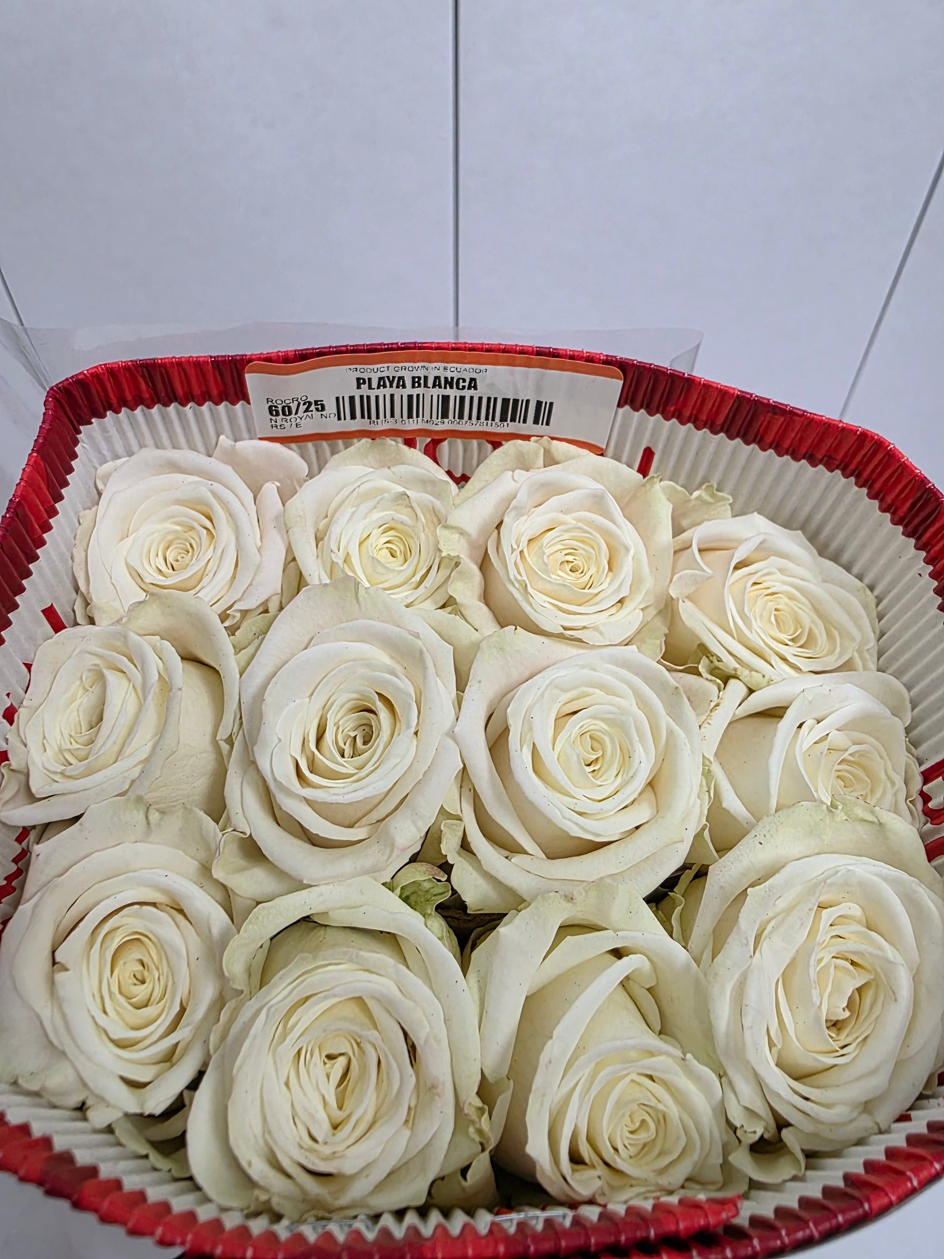 Farm Fresh Rosa Ecuadorian Gr Playa Blanca  (Bunch of 25 stems, Length 60cm)