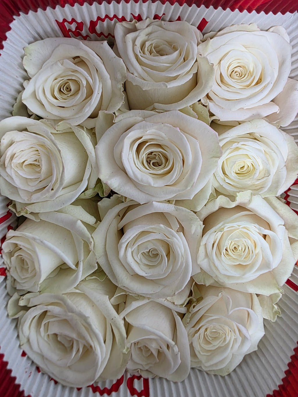 Farm Fresh Rosa Ecuadorian Gr Playa Blanca  (Bunch of 25 stems, Length 60cm)