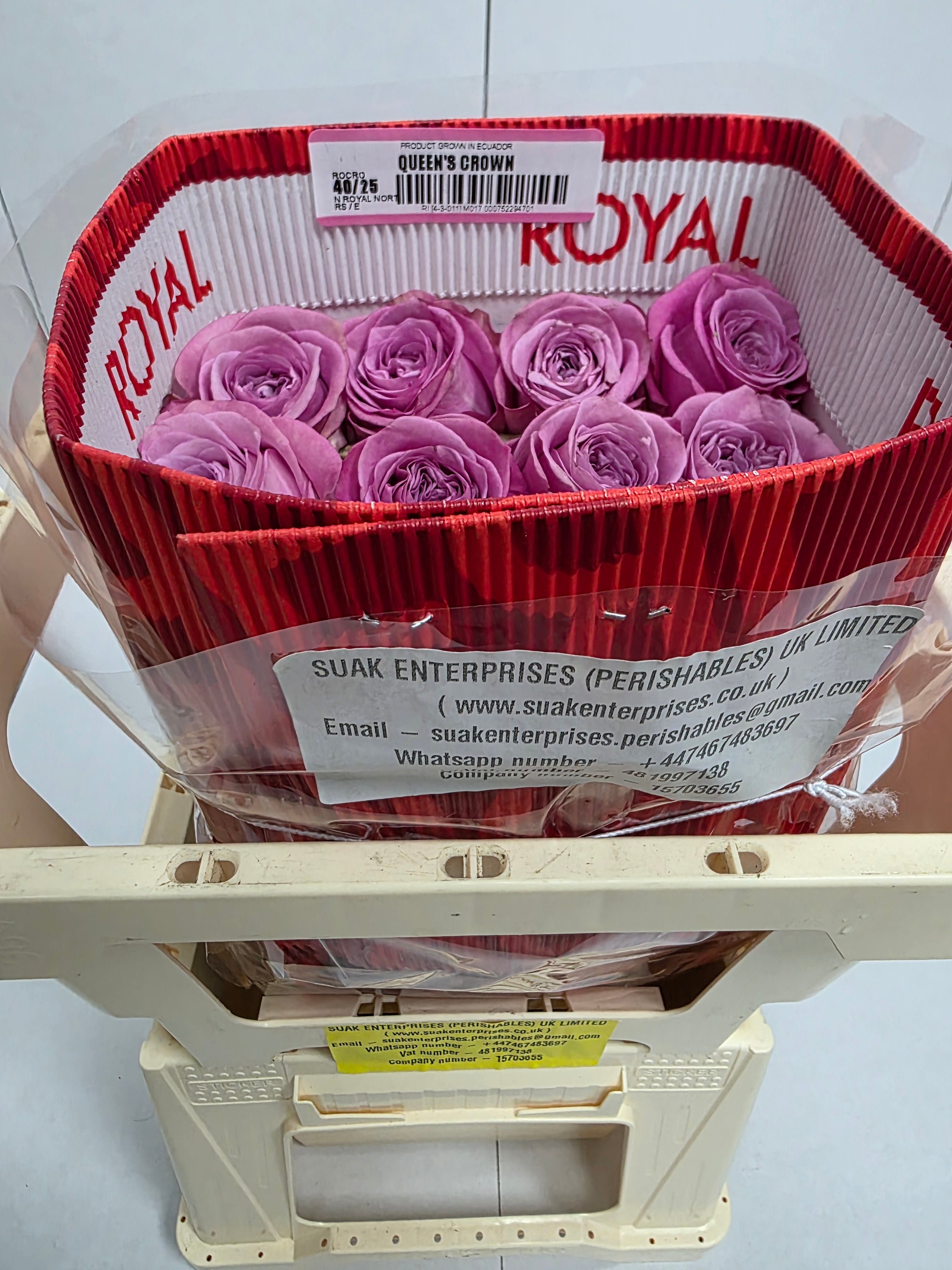 Farm Fresh Rosa Ecuadorian Gr Queens Crown (Bunch of 25 stems, Length 60cm)