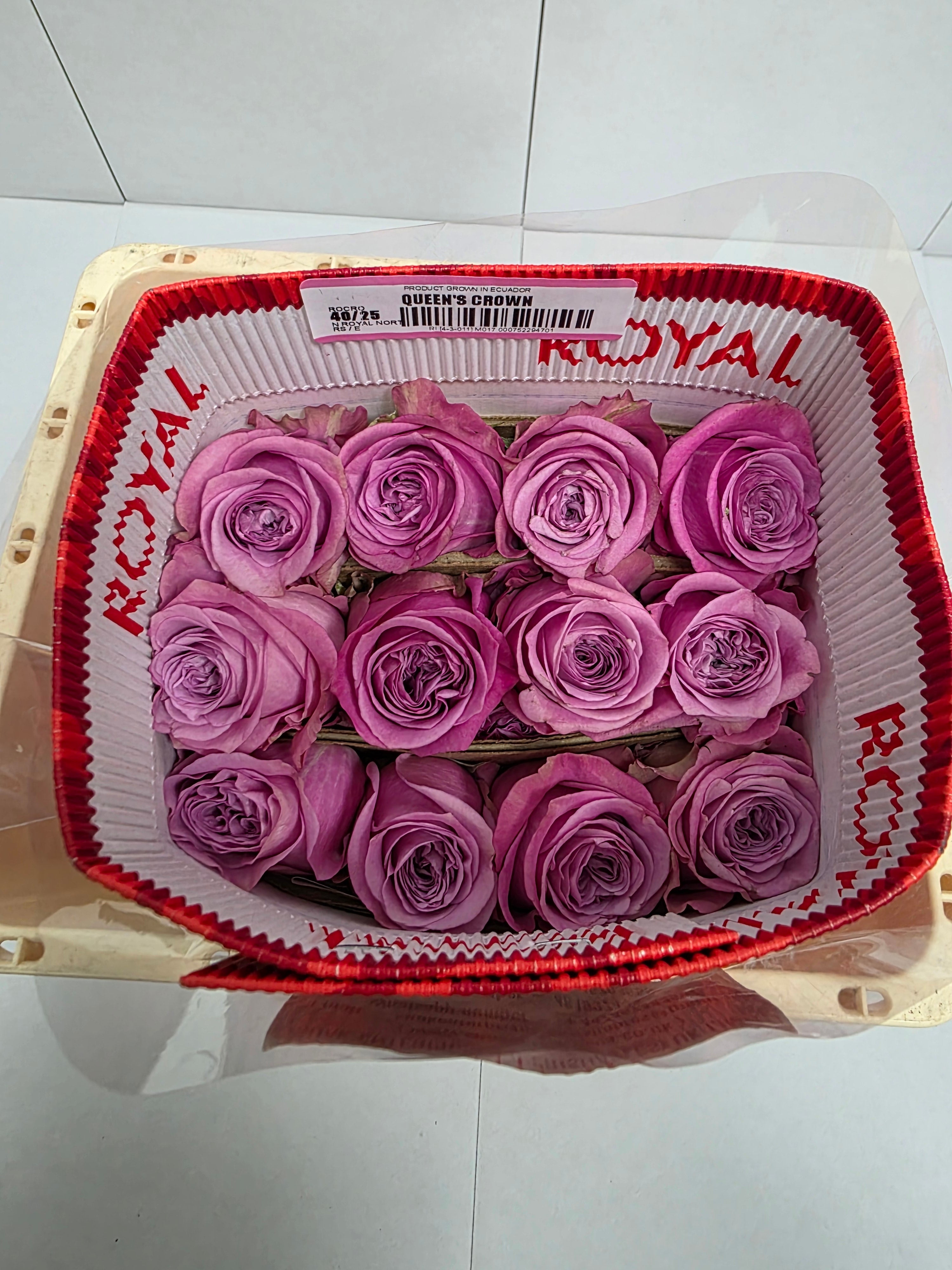 Farm Fresh Rosa Ecuadorian Gr Queens Crown (Bunch of 25 stems, Length 60cm)