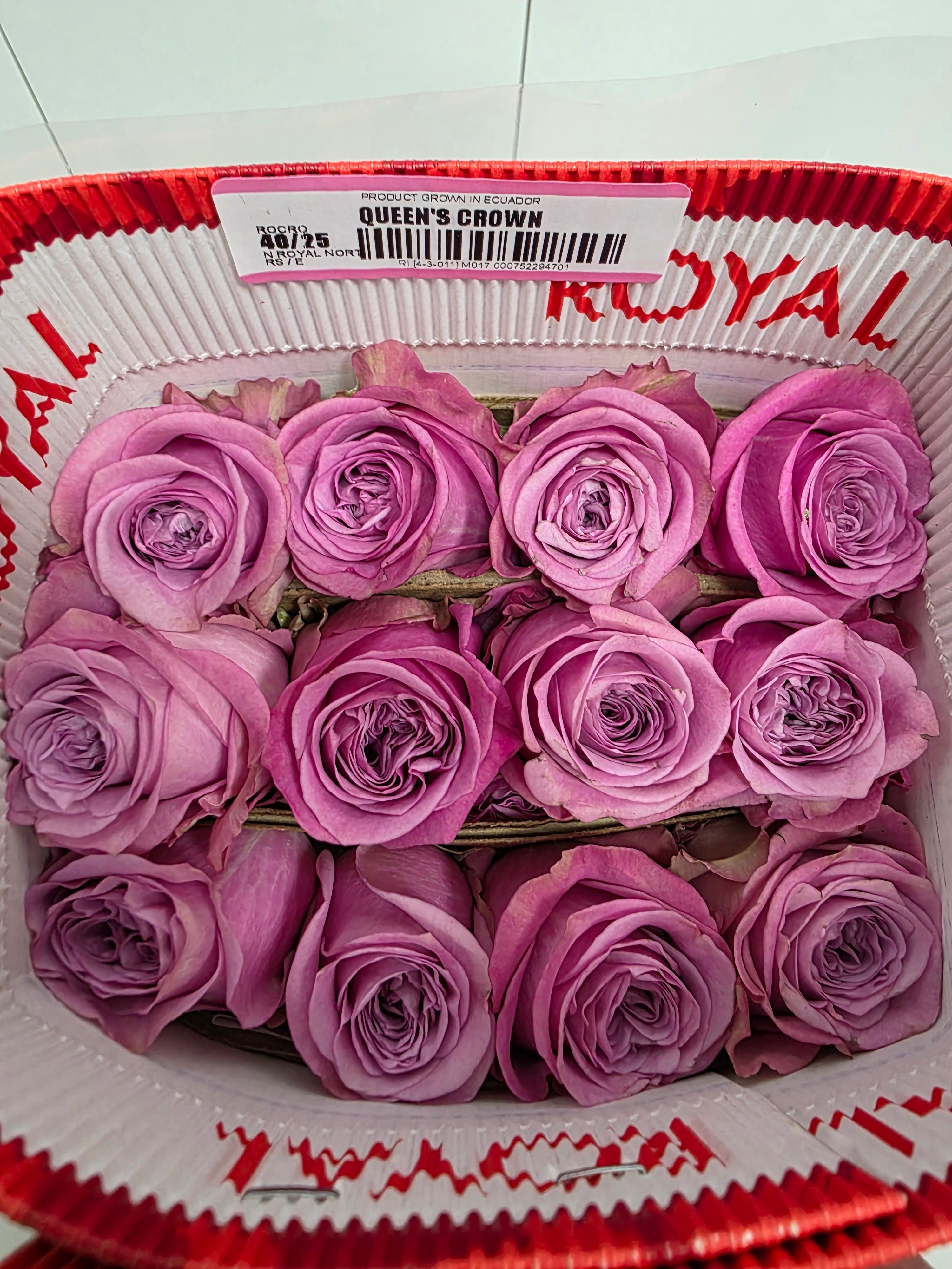 Farm Fresh Rosa Ecuadorian Gr Queens Crown (Bunch of 25 stems, Length 60cm)