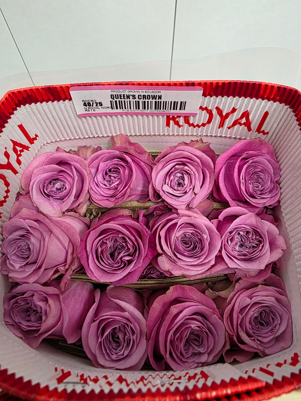 Farm Fresh Rosa Ecuadorian Gr Queens Crown (Bunch of 25 stems, Length 60cm)