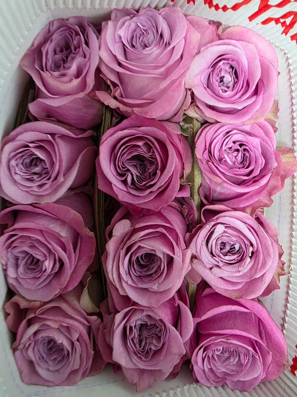 Farm Fresh Rosa Ecuadorian Gr Queens Crown (Bunch of 25 stems, Length 60cm)
