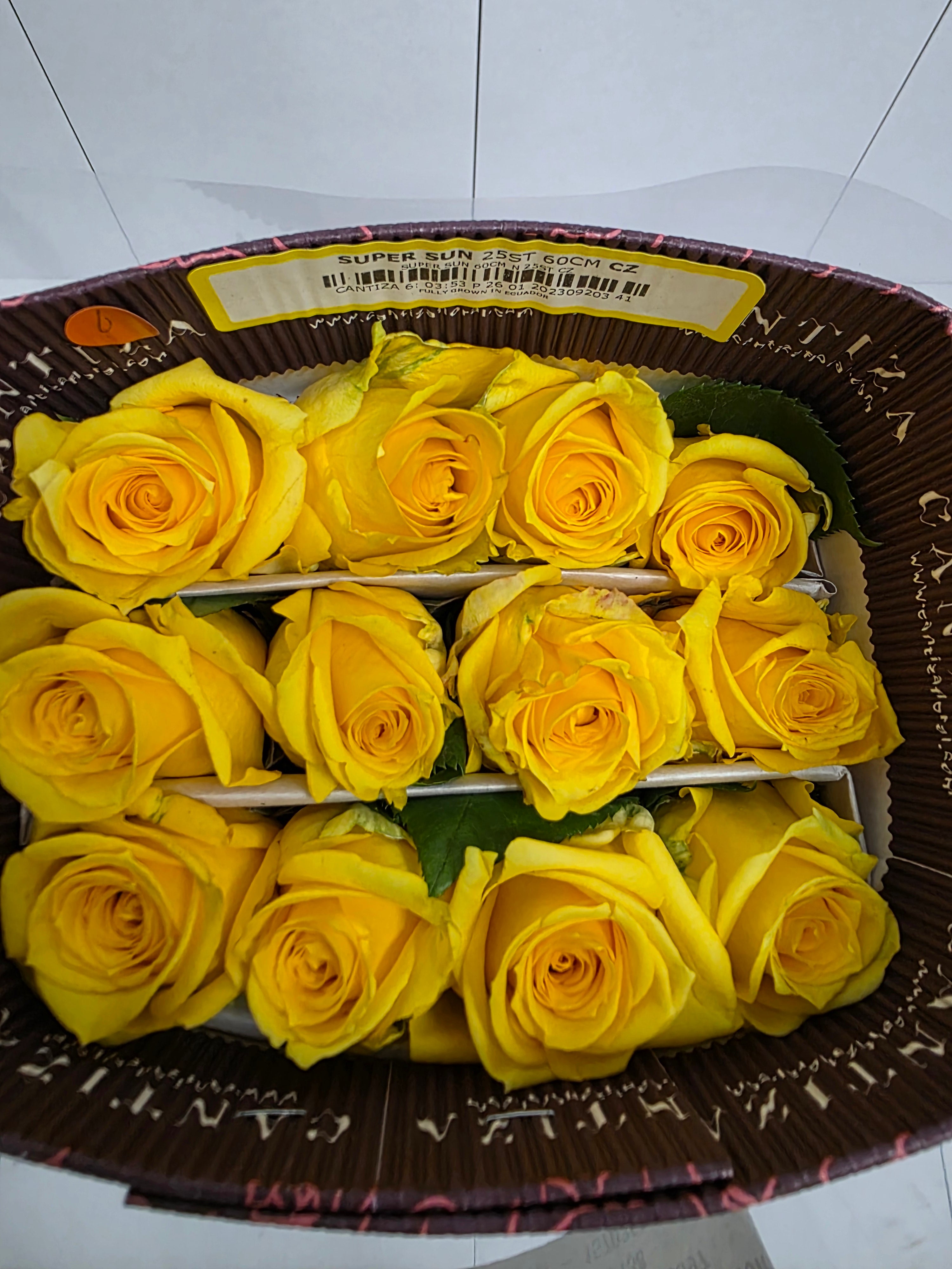 Farm Fresh Rosa Ecuadorian Gr Super Sun(Bunch of 25 stems, Length 60cm)