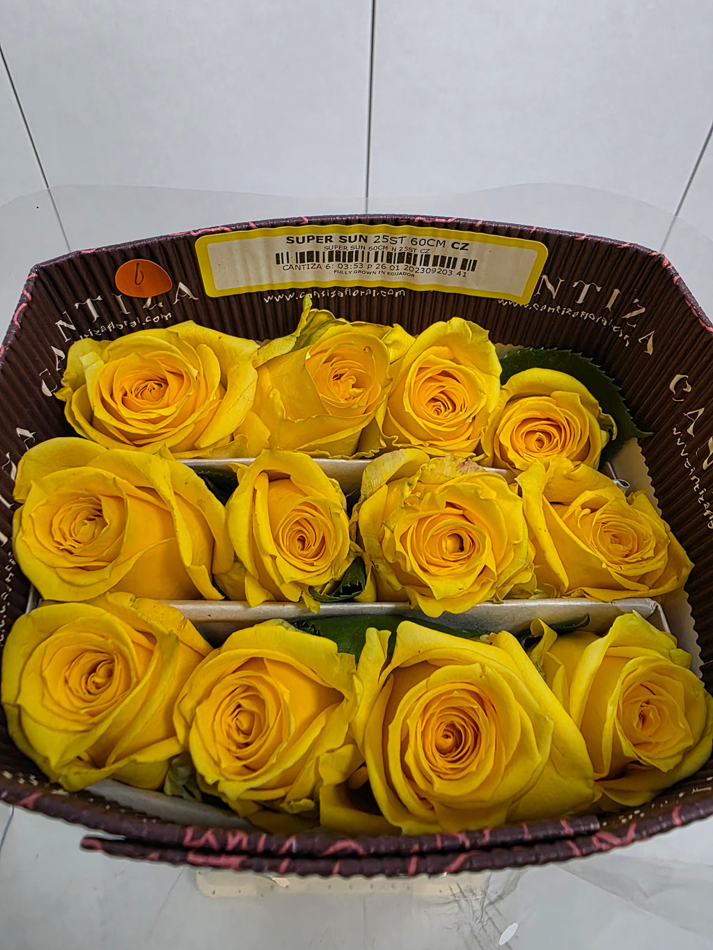 Farm Fresh Rosa Ecuadorian Gr Super Sun(Bunch of 25 stems, Length 60cm)