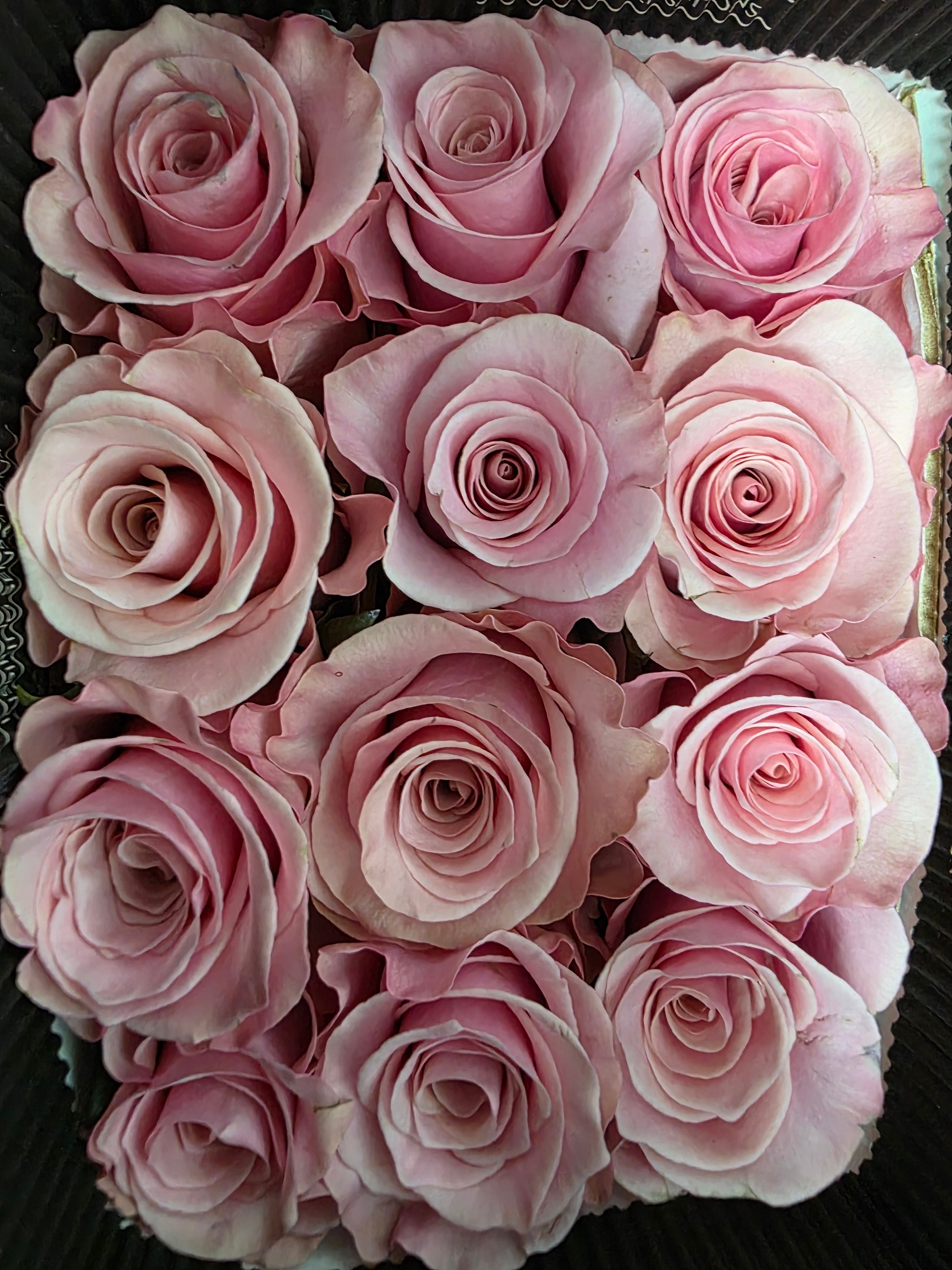 Farm Fresh Rosa Ecuadorian Gr Think Pink  (Bunch of 25 stems, Length 60cm)