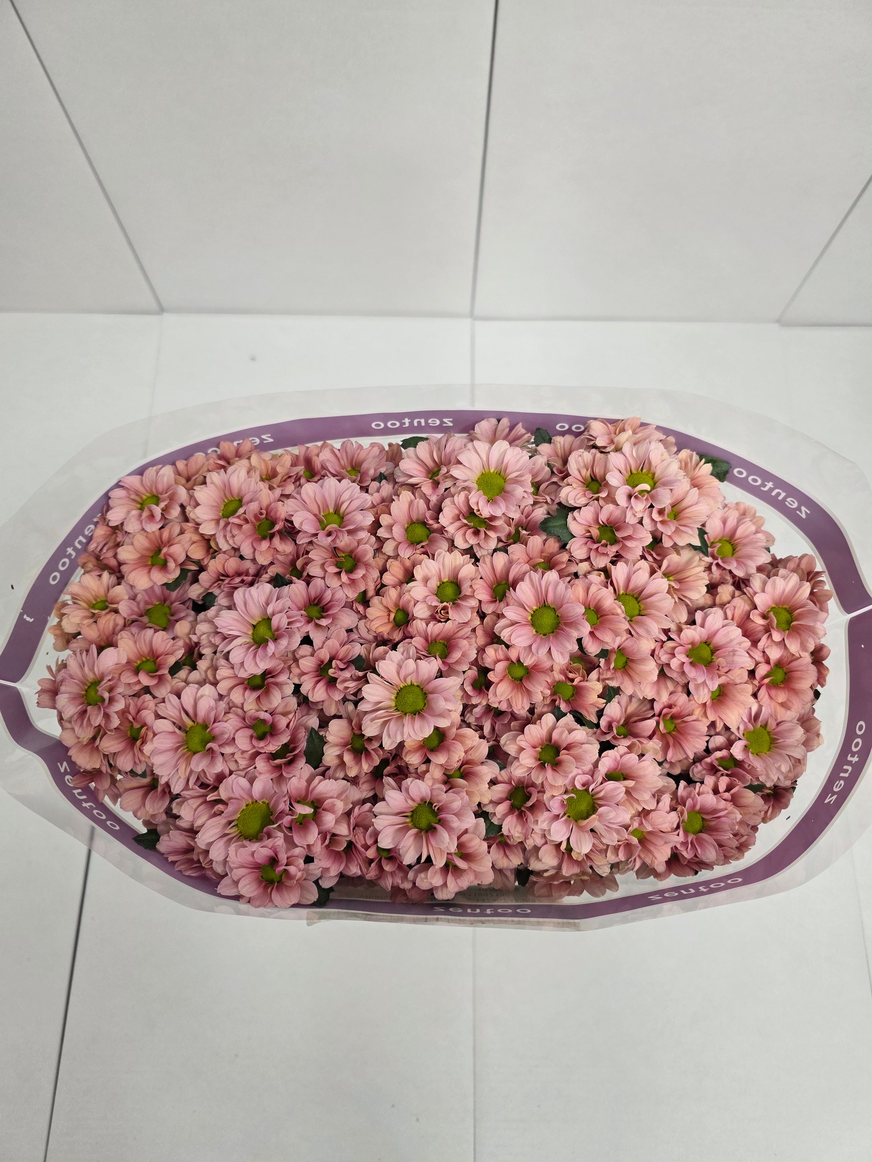 Farm Fresh Santini Babette (Bunch of 25 stems, Length 55cm)