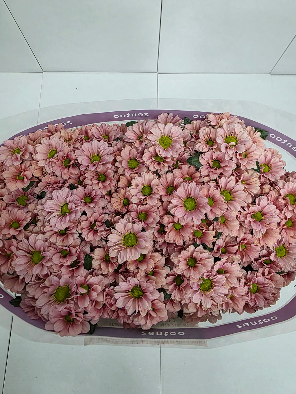 Farm Fresh Santini Babette (Bunch of 25 stems, Length 55cm)
