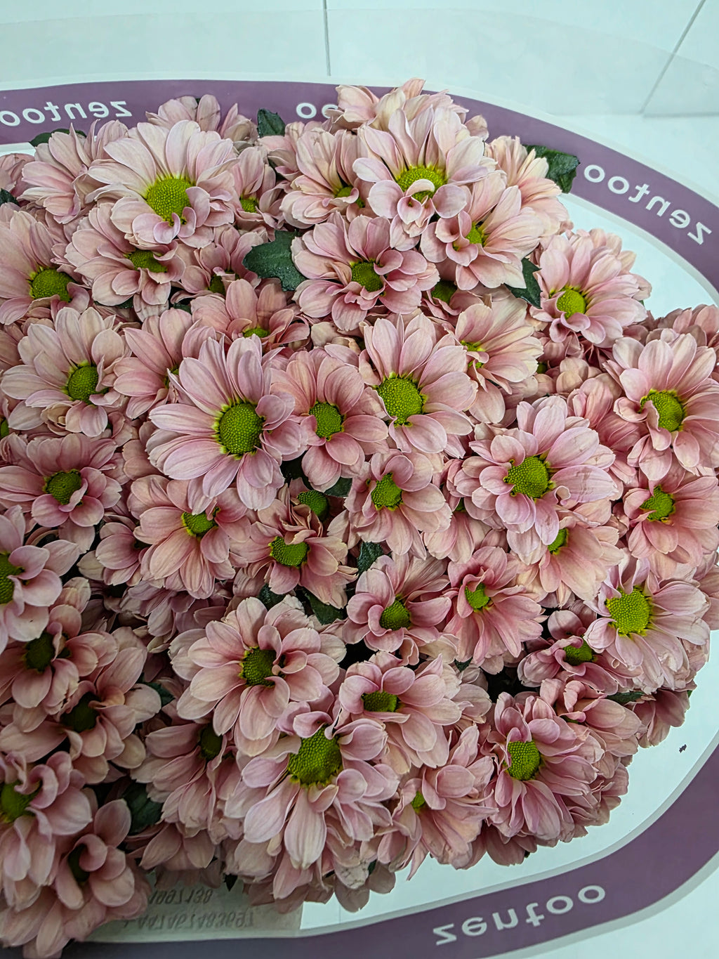 Farm Fresh Santini Babette (Bunch of 25 stems, Length 55cm)