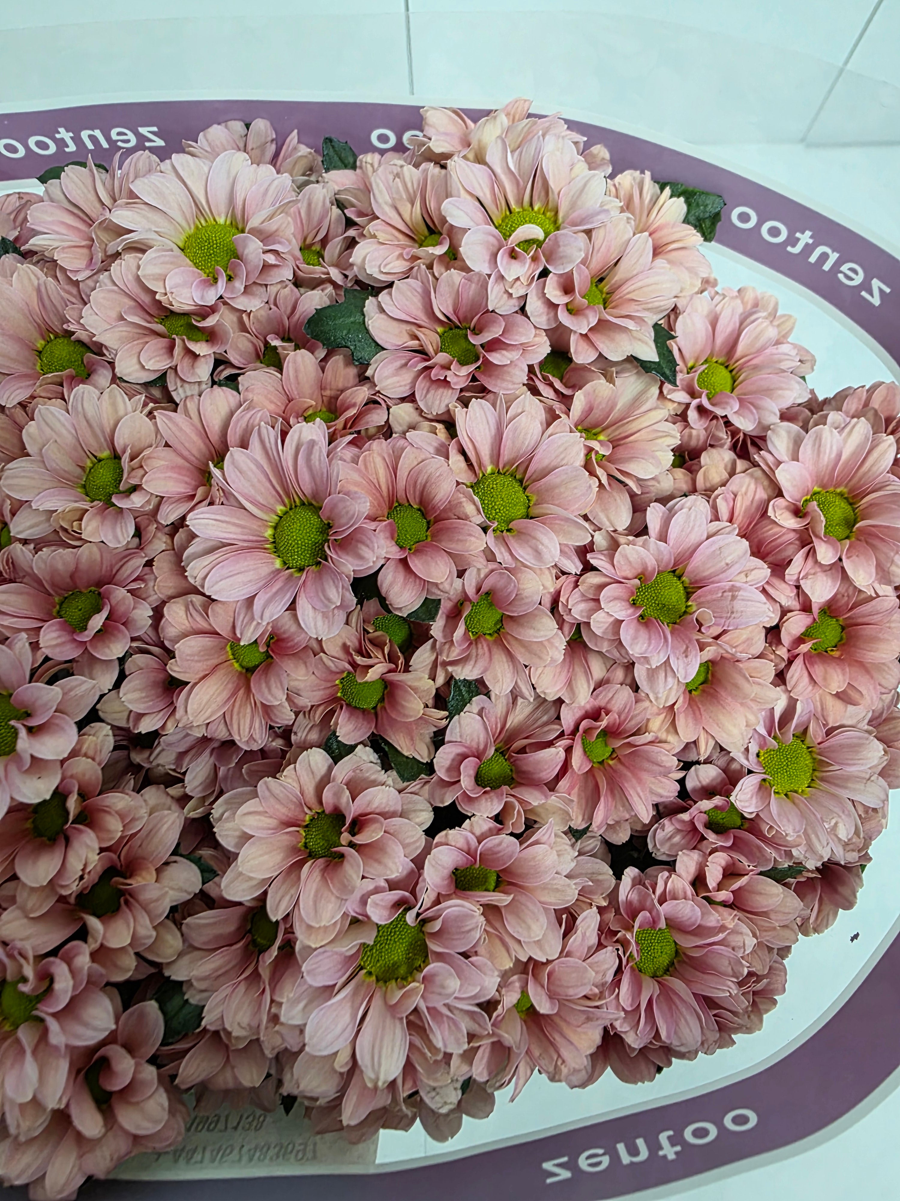 Farm Fresh Santini Babette (Bunch of 25 stems, Length 55cm)