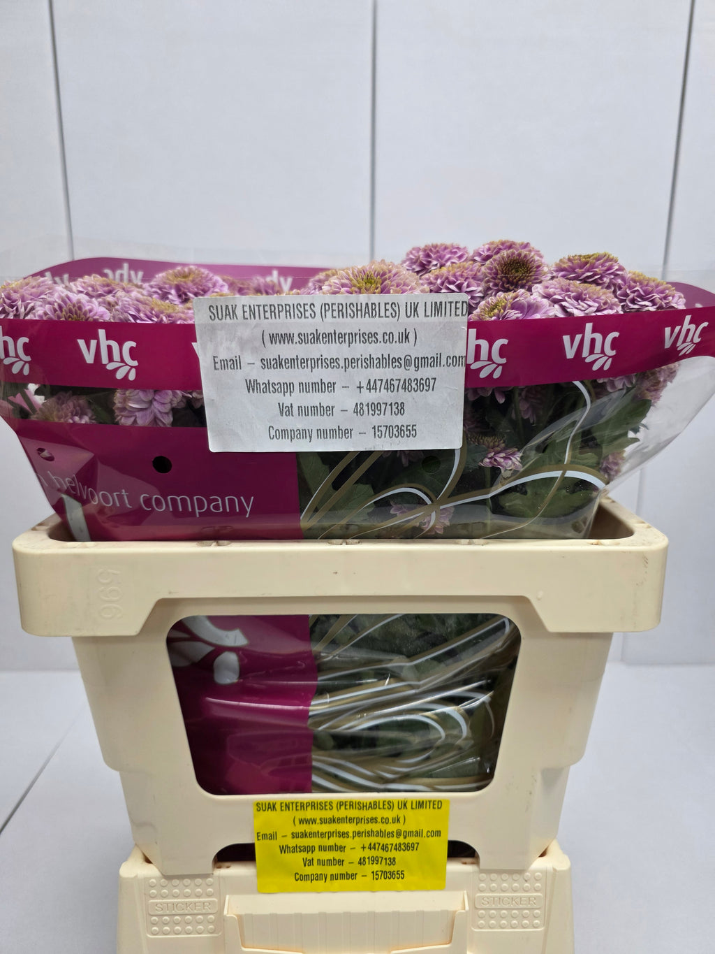 Farm Fresh Santini Doria Pink (Bunch of 25 stems, Length 55cm)