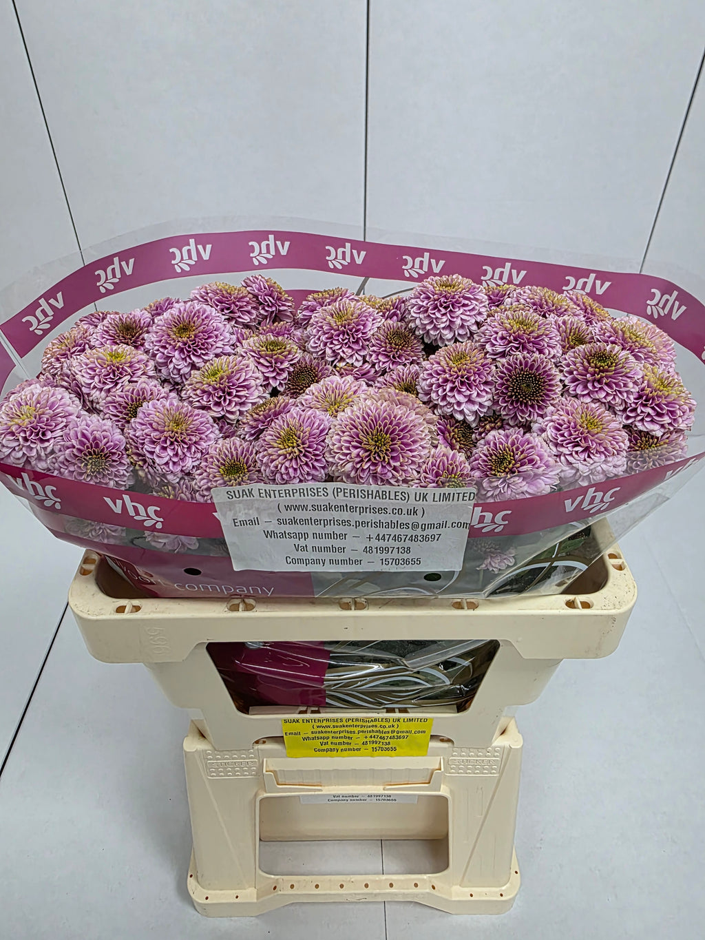Farm Fresh Santini Doria Pink (Bunch of 25 stems, Length 55cm)