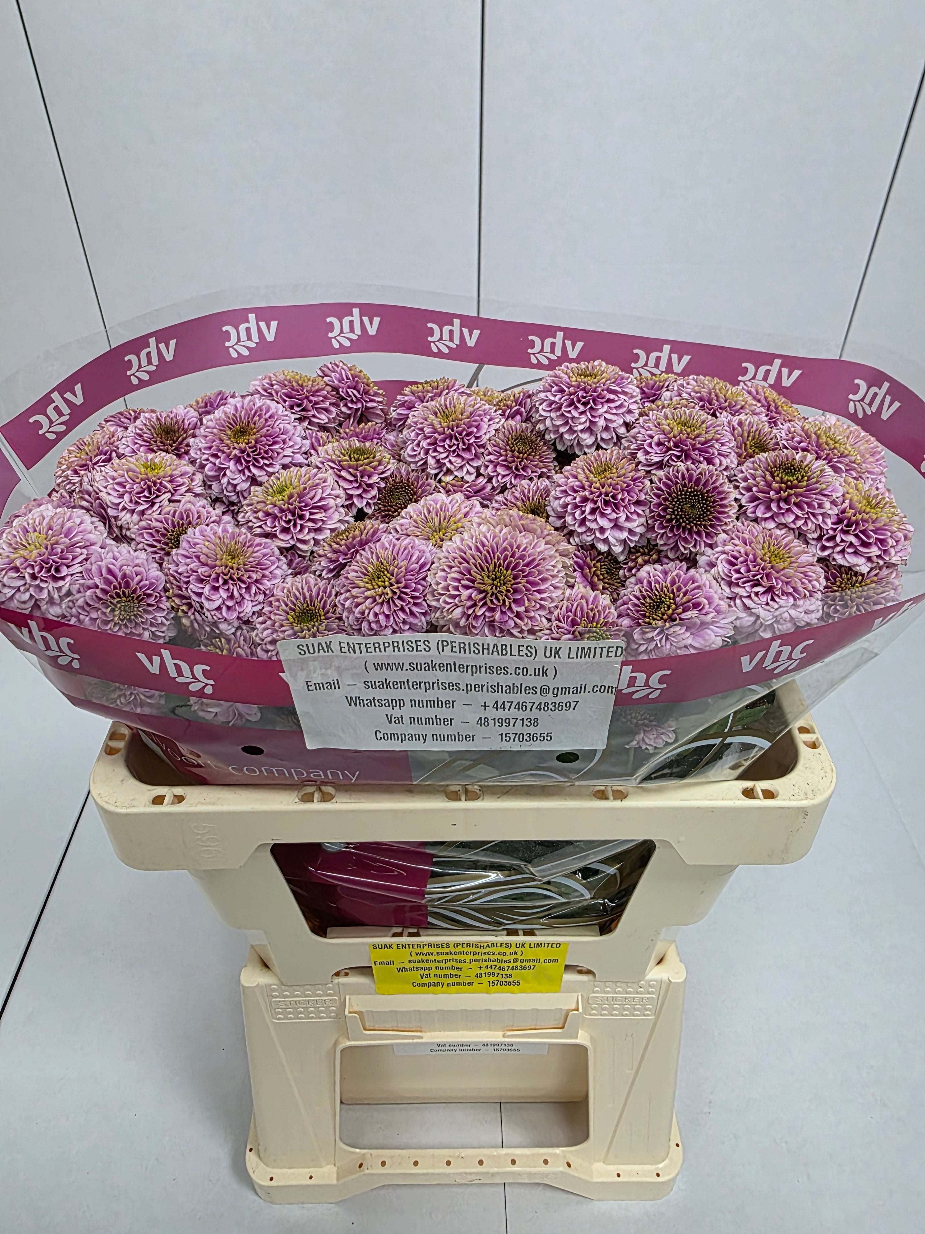 Farm Fresh Santini Doria Pink (Bunch of 25 stems, Length 55cm)