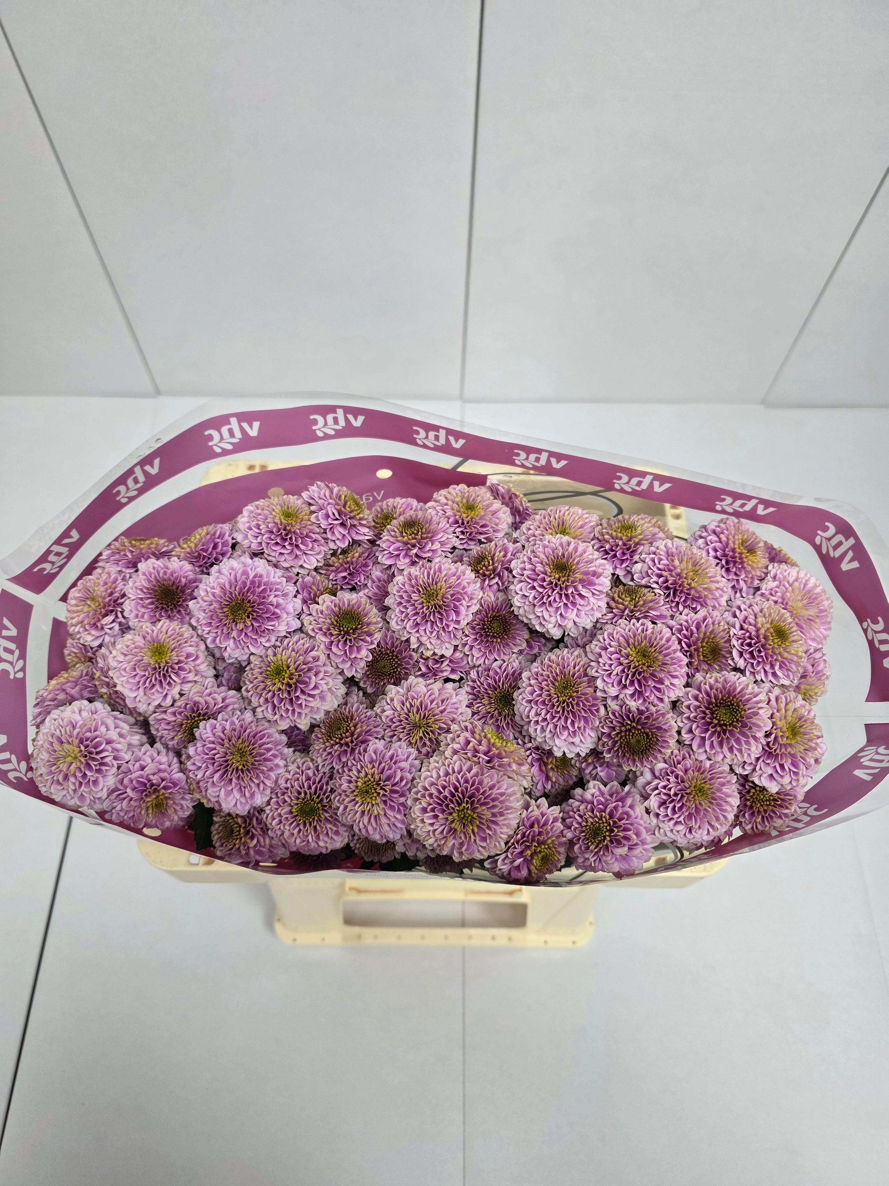 Farm Fresh Santini Doria Pink (Bunch of 25 stems, Length 55cm)