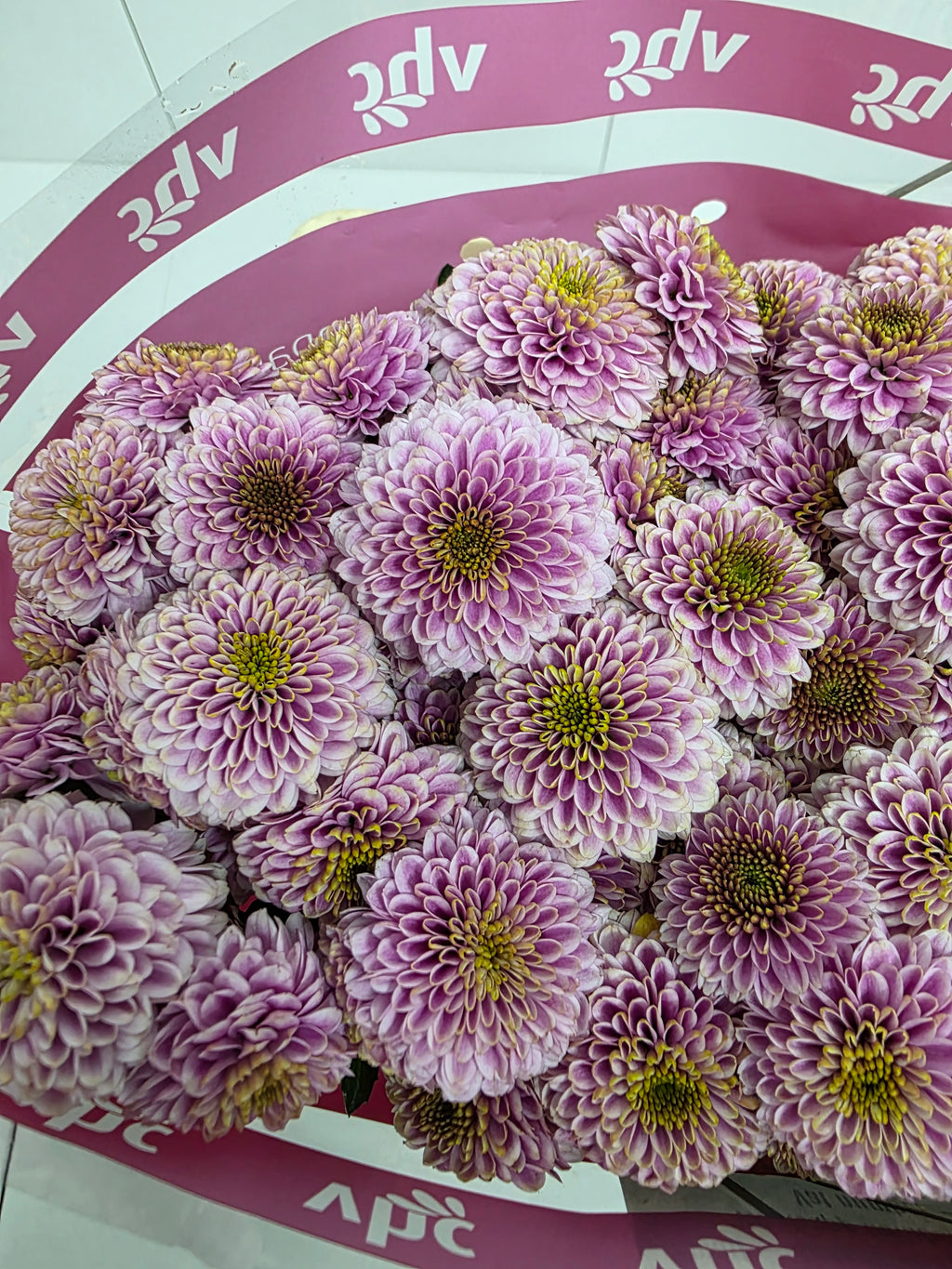 Farm Fresh Santini Doria Pink (Bunch of 25 stems, Length 55cm)