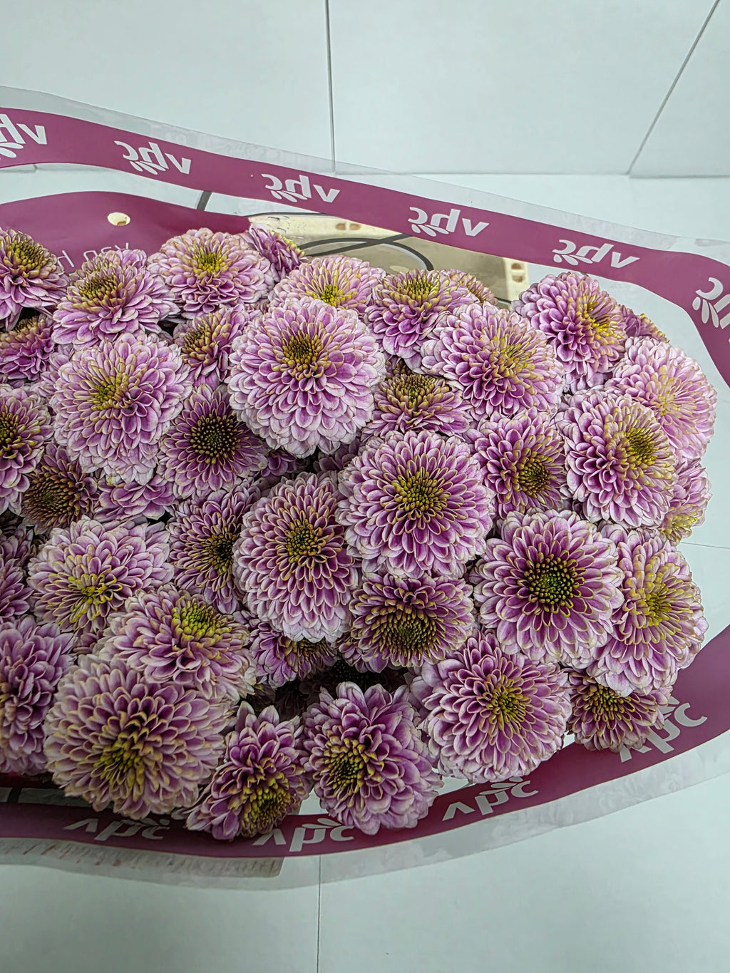 Farm Fresh Santini Doria Pink (Bunch of 25 stems, Length 55cm)