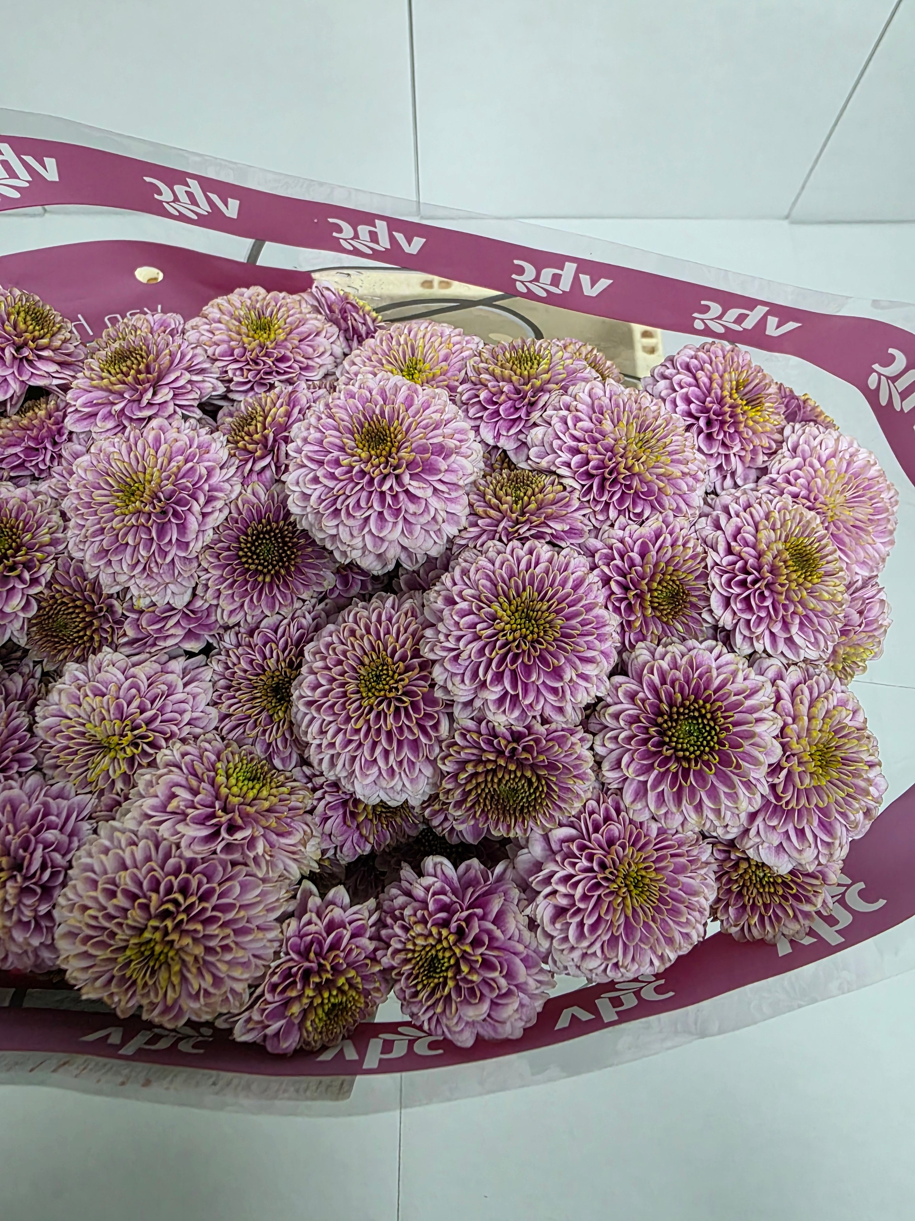 Farm Fresh Santini Doria Pink (Bunch of 25 stems, Length 55cm)