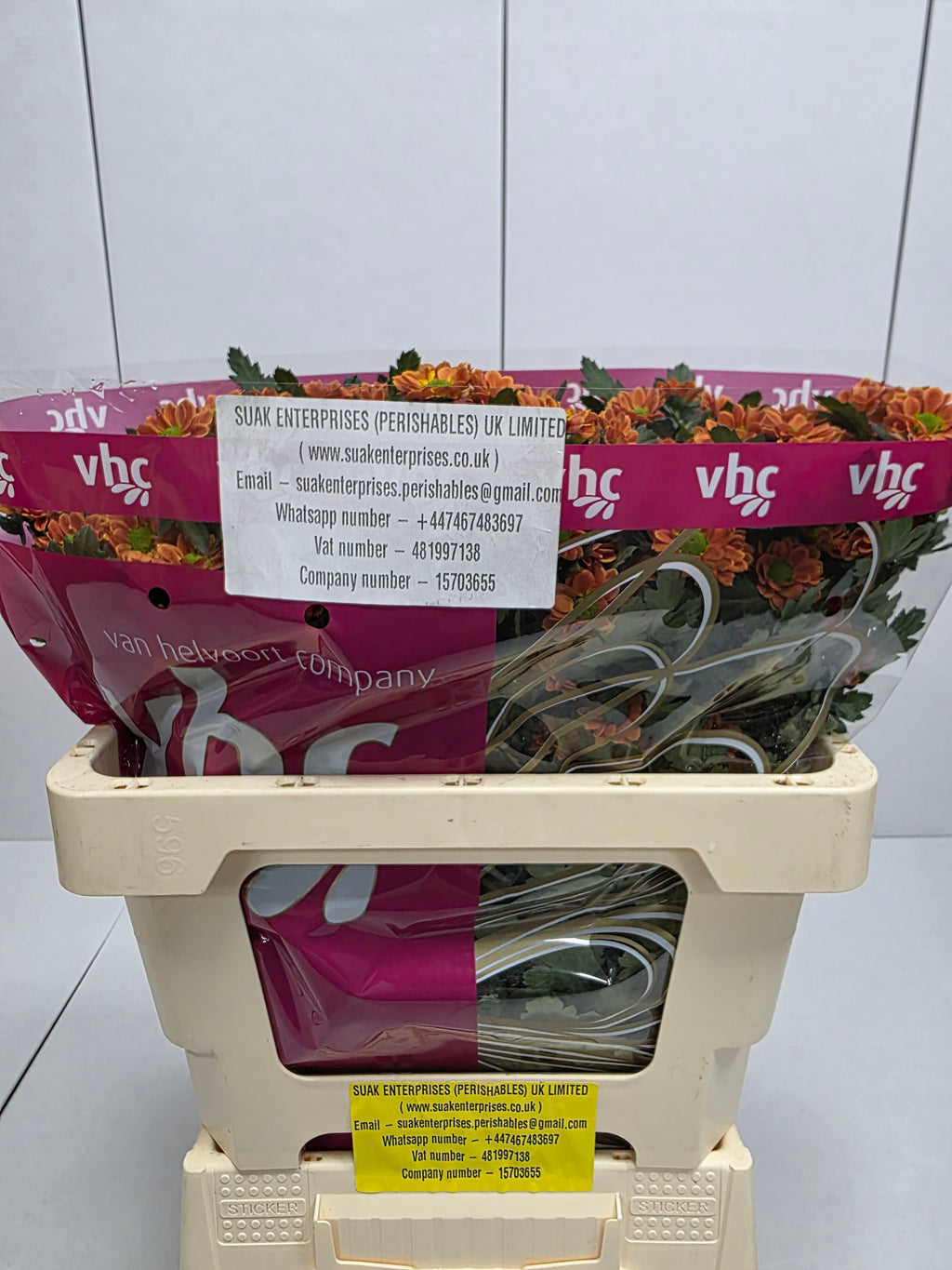 Farm Fresh Santini Insta (Bunch of 25 stems, Length 55cm)