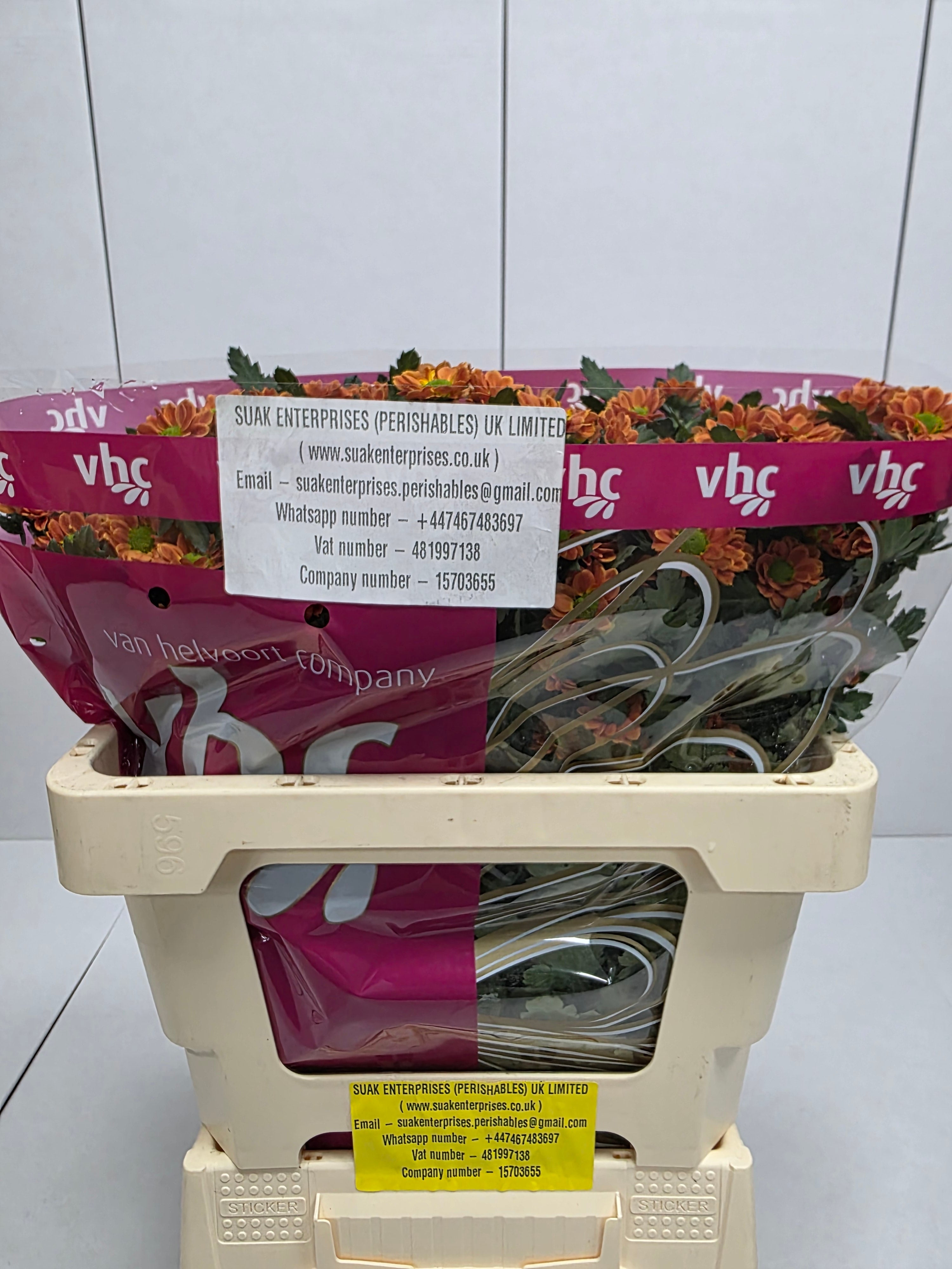 Farm Fresh Santini Insta (Bunch of 25 stems, Length 55cm)