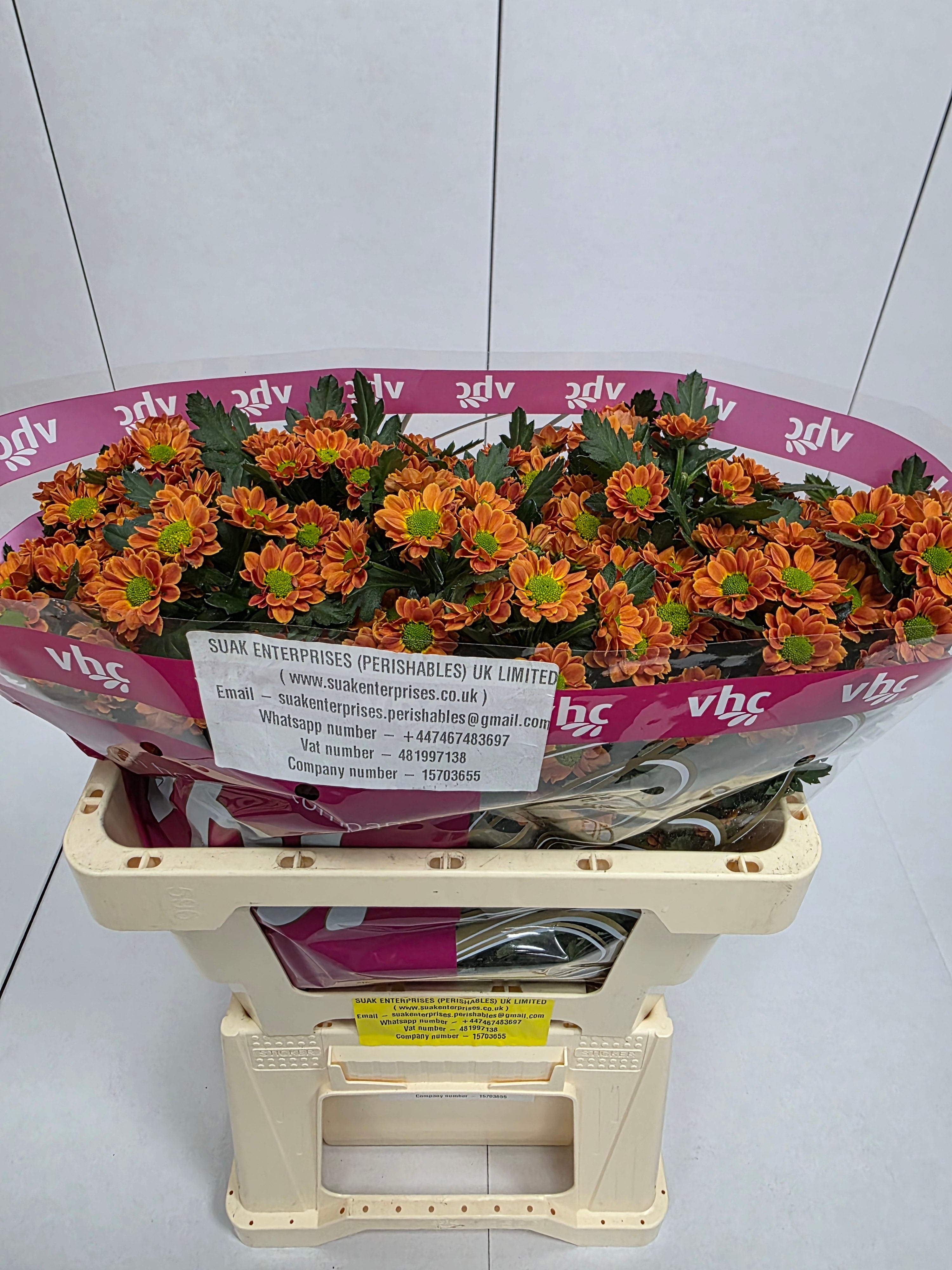 Farm Fresh Santini Insta (Bunch of 25 stems, Length 55cm)