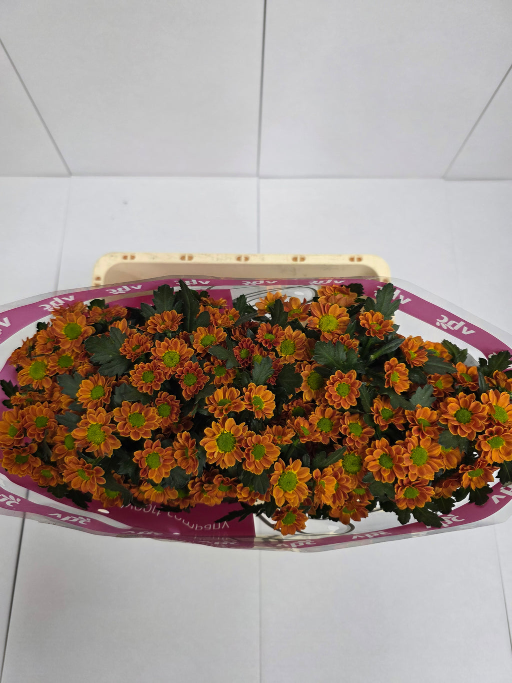 Farm Fresh Santini Insta (Bunch of 25 stems, Length 55cm)