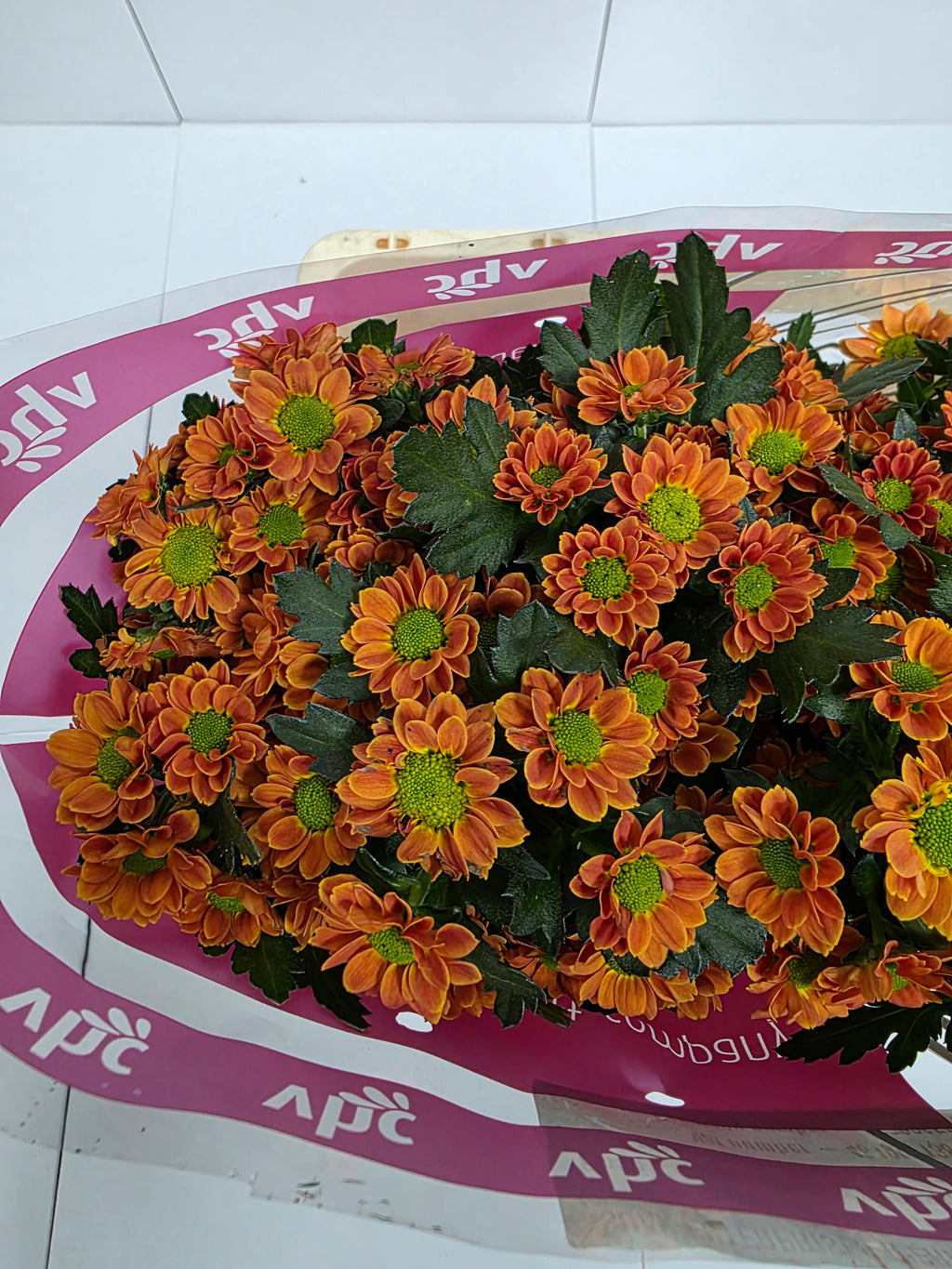 Farm Fresh Santini Insta (Bunch of 25 stems, Length 55cm)