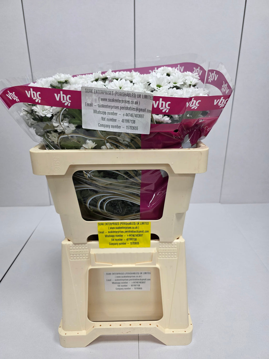 Farm Fresh Santini Lassiei (Bunch of 25 stems, Length 55cm