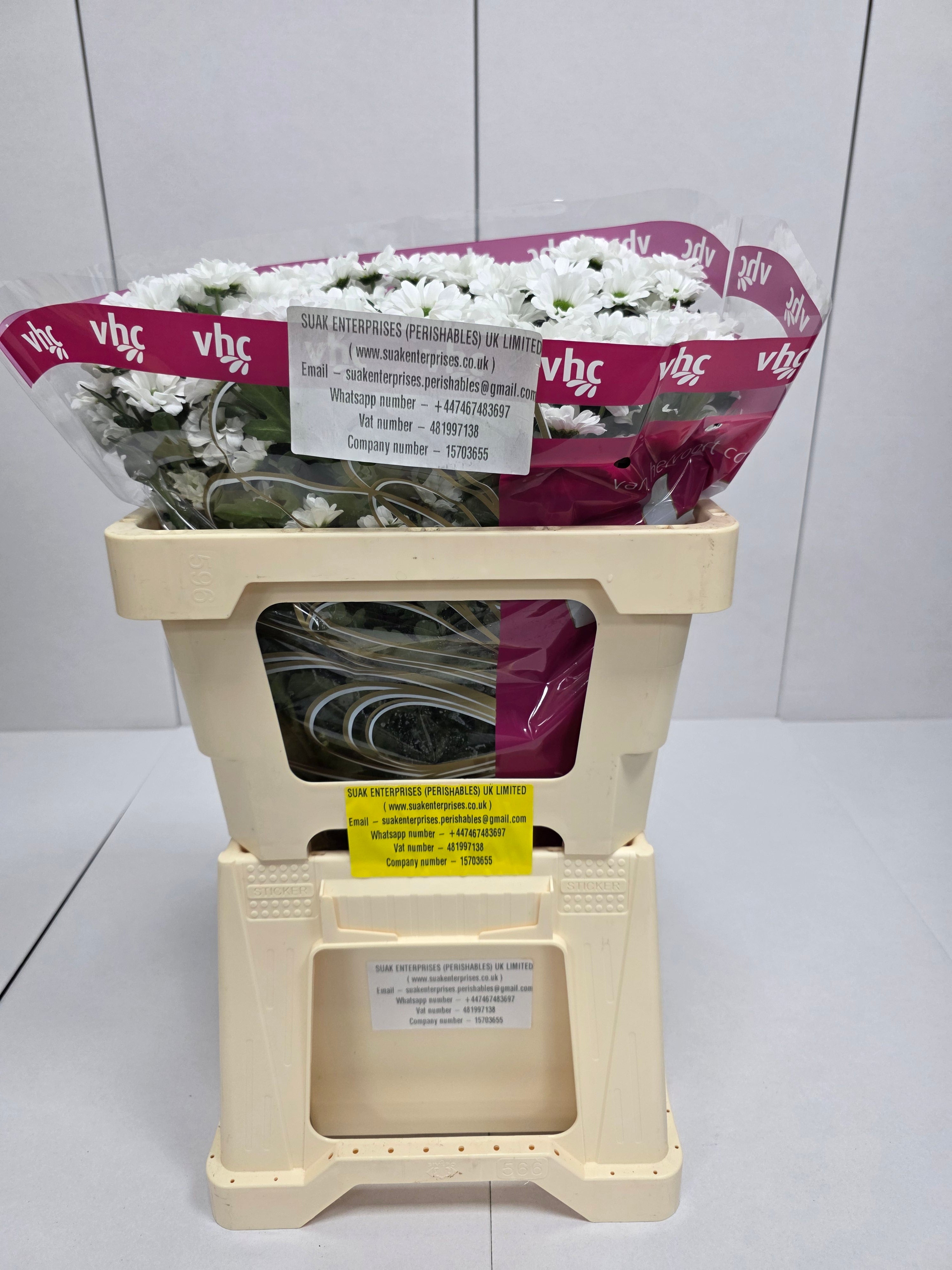 Farm Fresh Santini Lassiei (Bunch of 25 stems, Length 55cm