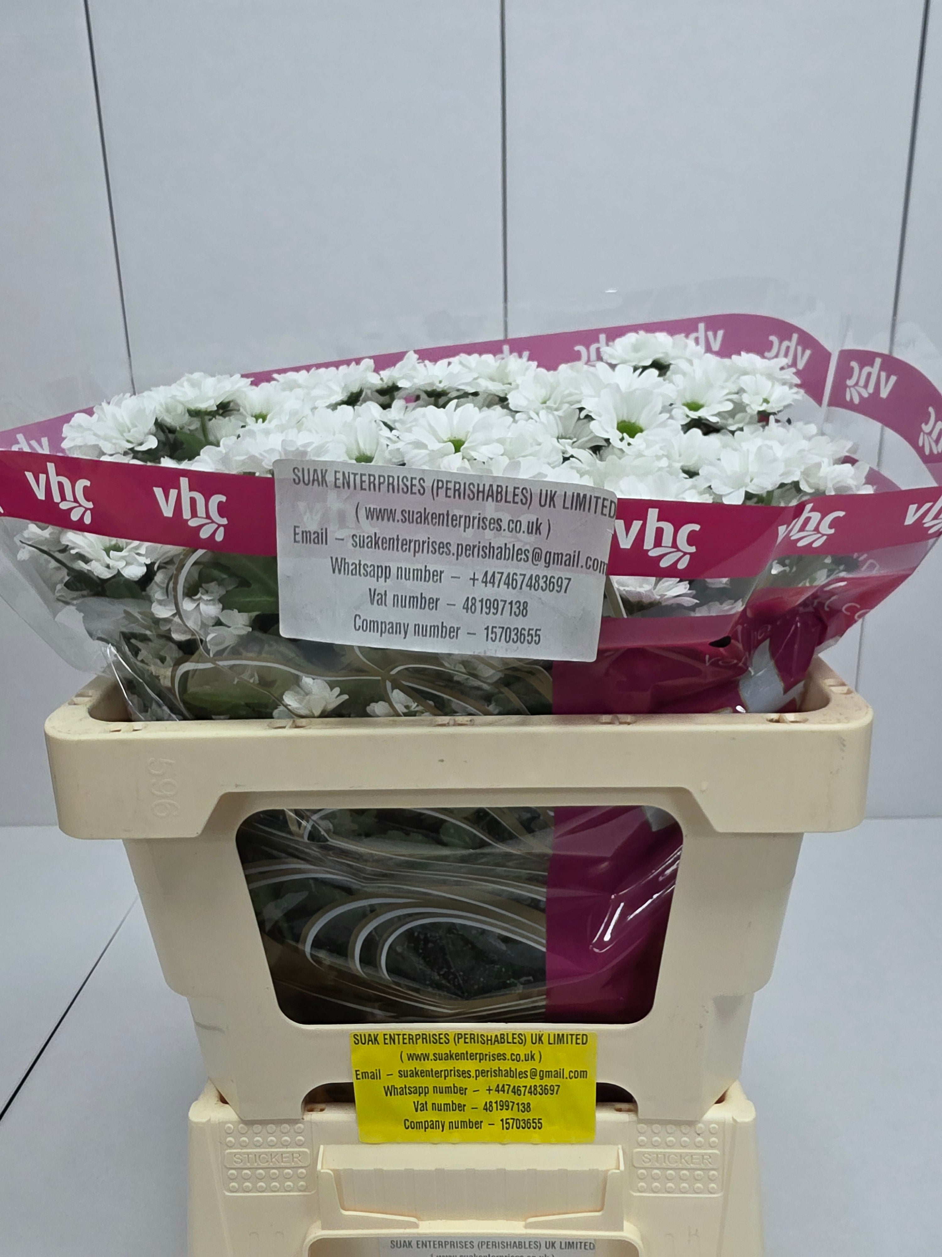 Farm Fresh Santini Lassiei (Bunch of 25 stems, Length 55cm