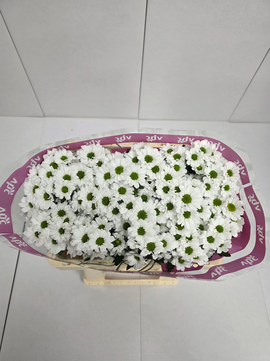 Farm Fresh Santini Lassiei (Bunch of 25 stems, Length 55cm
