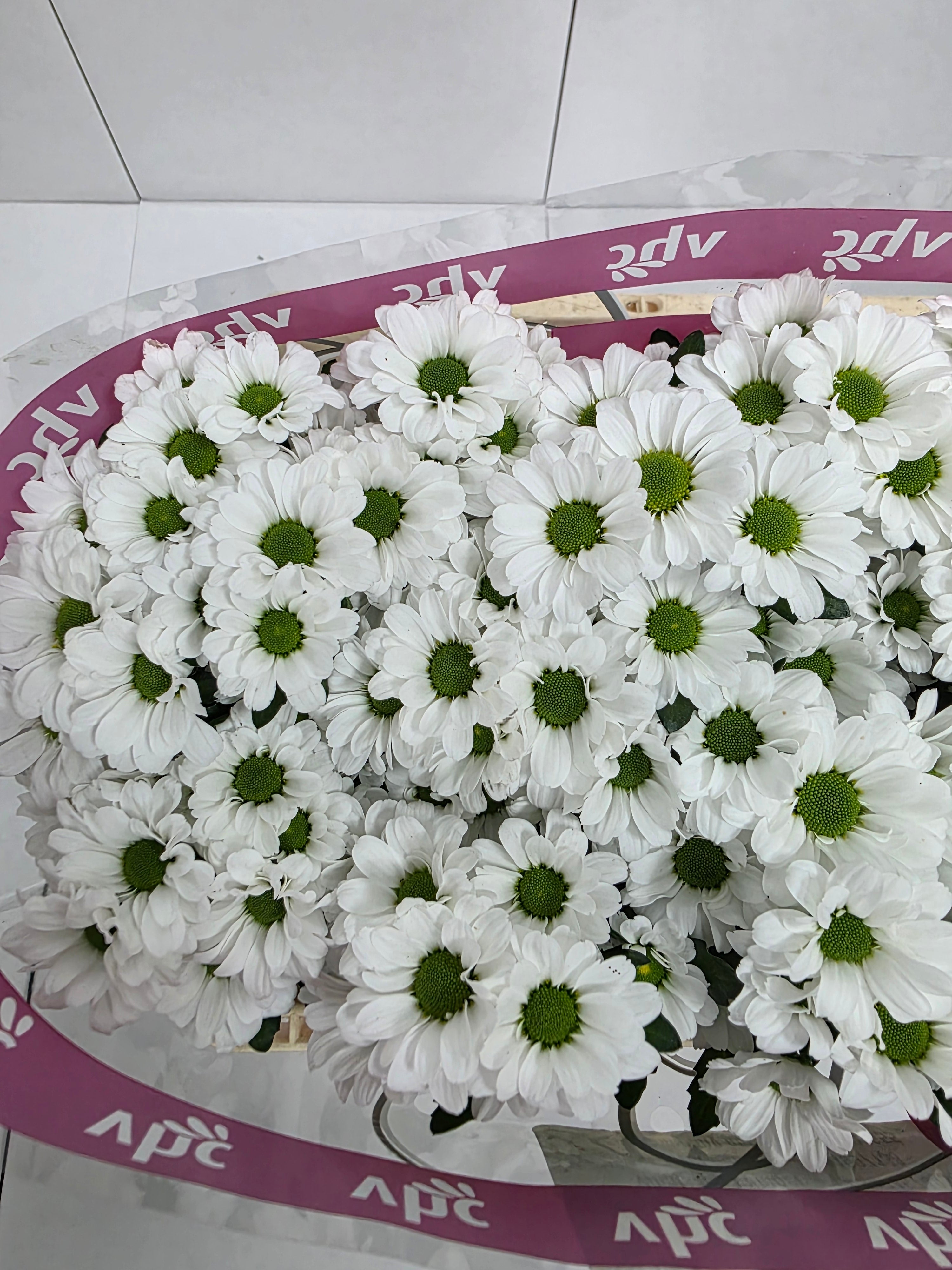 Farm Fresh Santini Lassiei (Bunch of 25 stems, Length 55cm