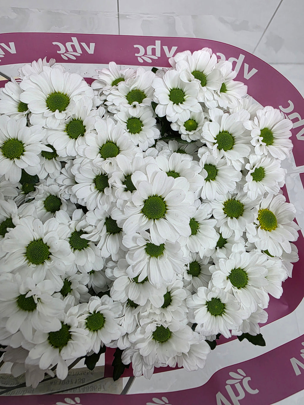 Farm Fresh Santini Lassiei (Bunch of 25 stems, Length 55cm