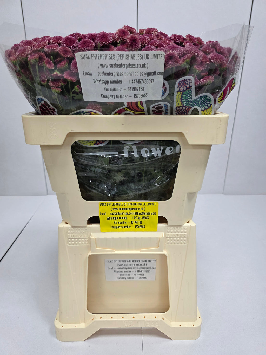 Farm Fresh Santini Mad Cherry Tyolo (Bunch of 25 stems, Length 55cm)