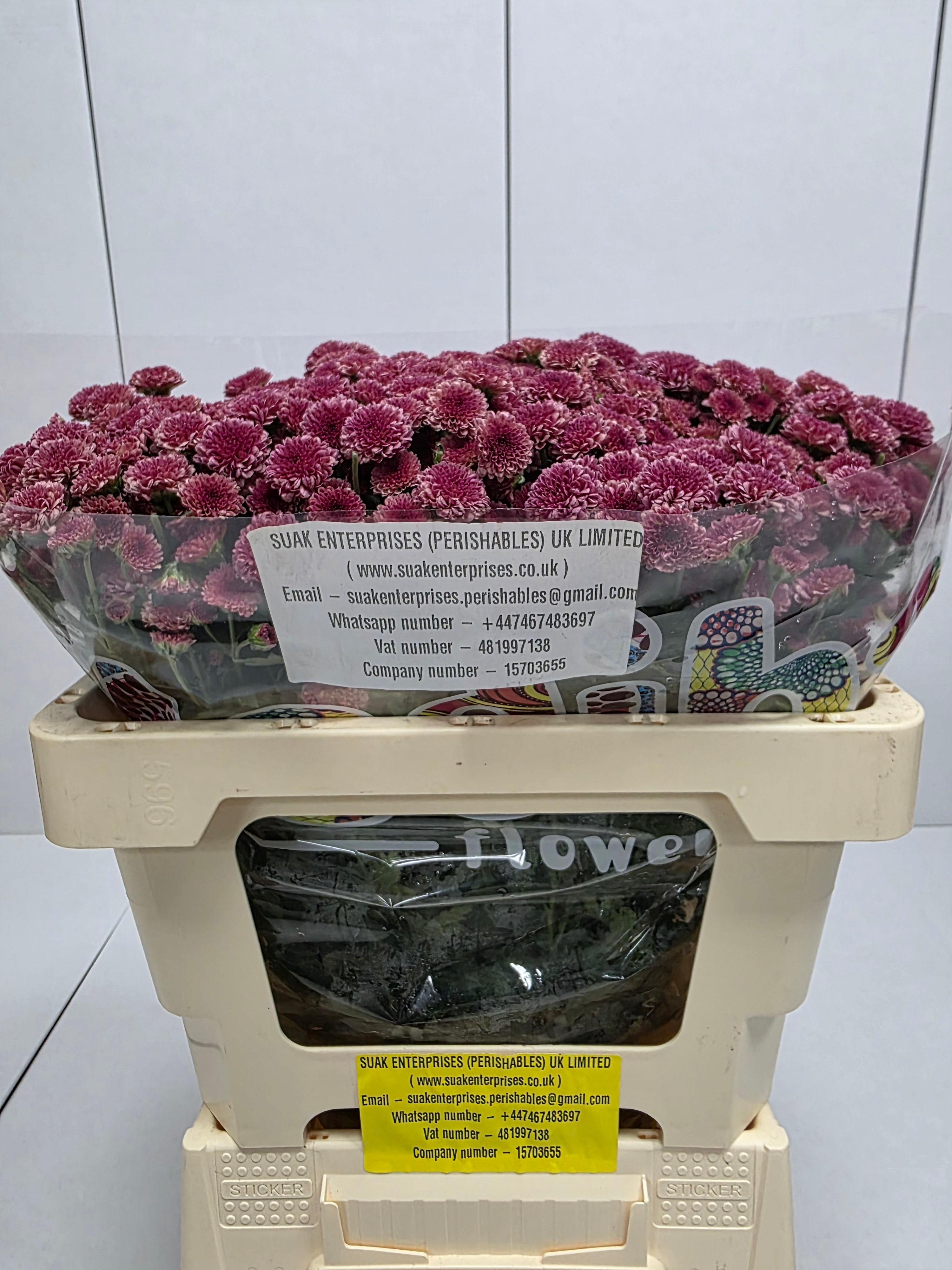 Farm Fresh Santini Mad Cherry Tyolo (Bunch of 25 stems, Length 55cm)